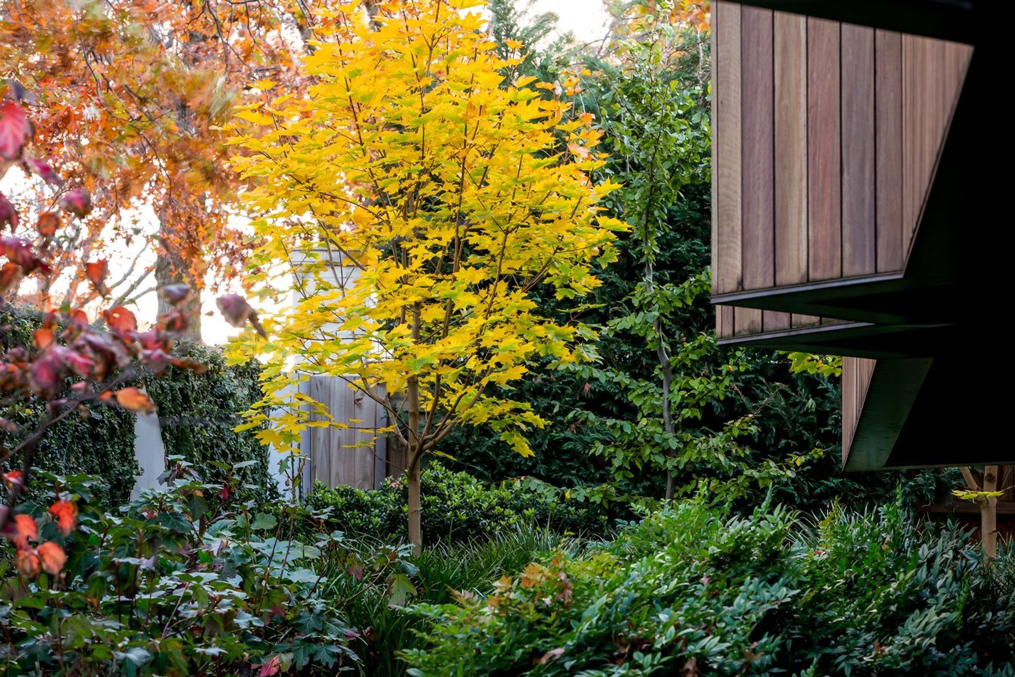 Maple Garden