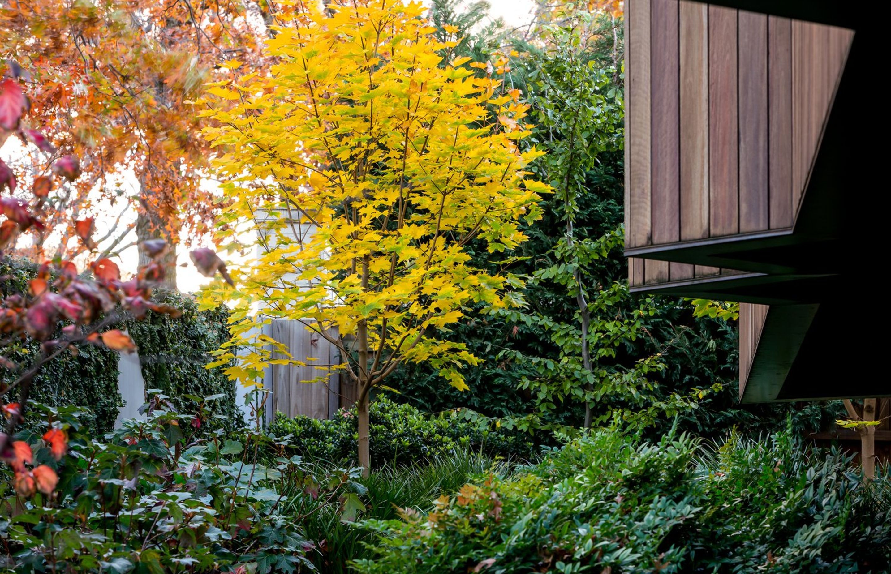 Maple Garden