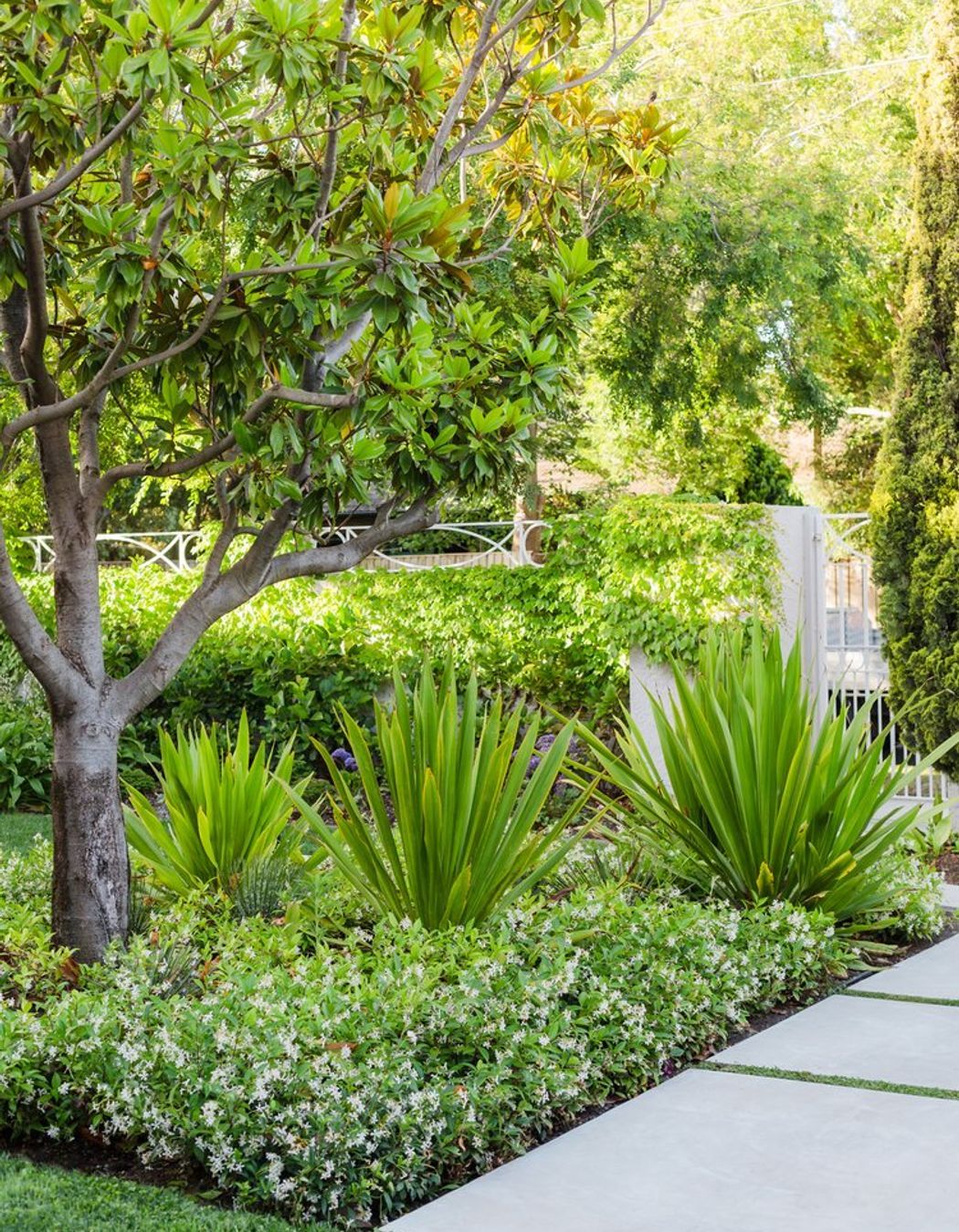 Bougainvillea Garden