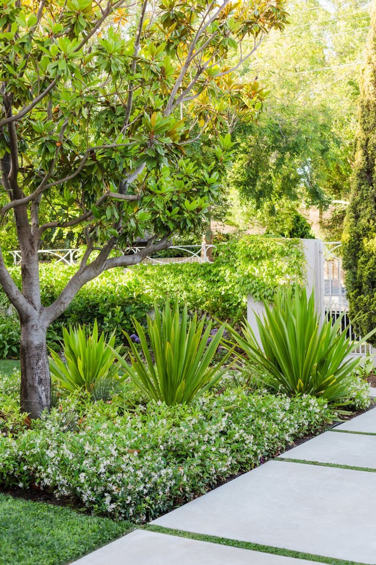 Bougainvillea Garden