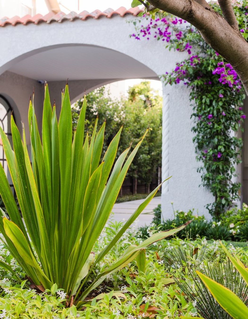 Bougainvillea Garden