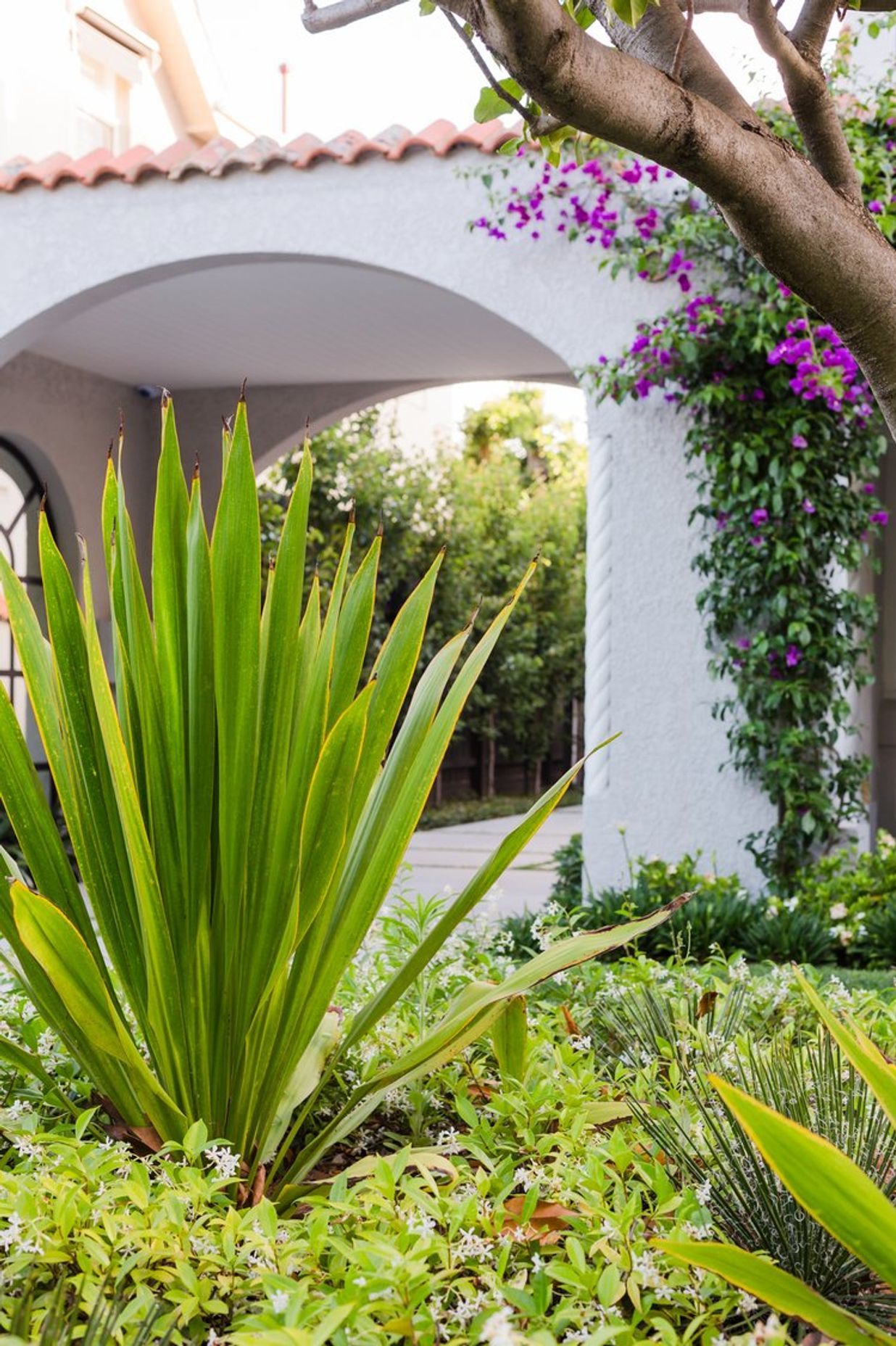 Bougainvillea Garden