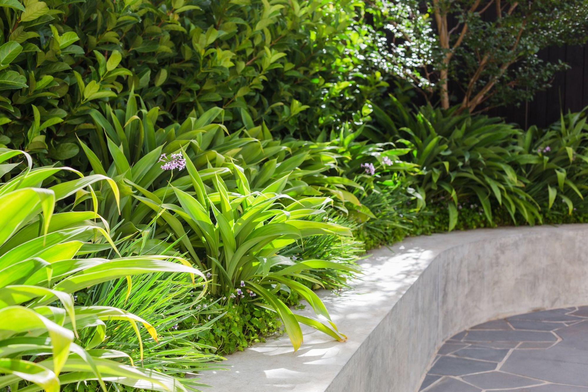 Strelitzia Garden