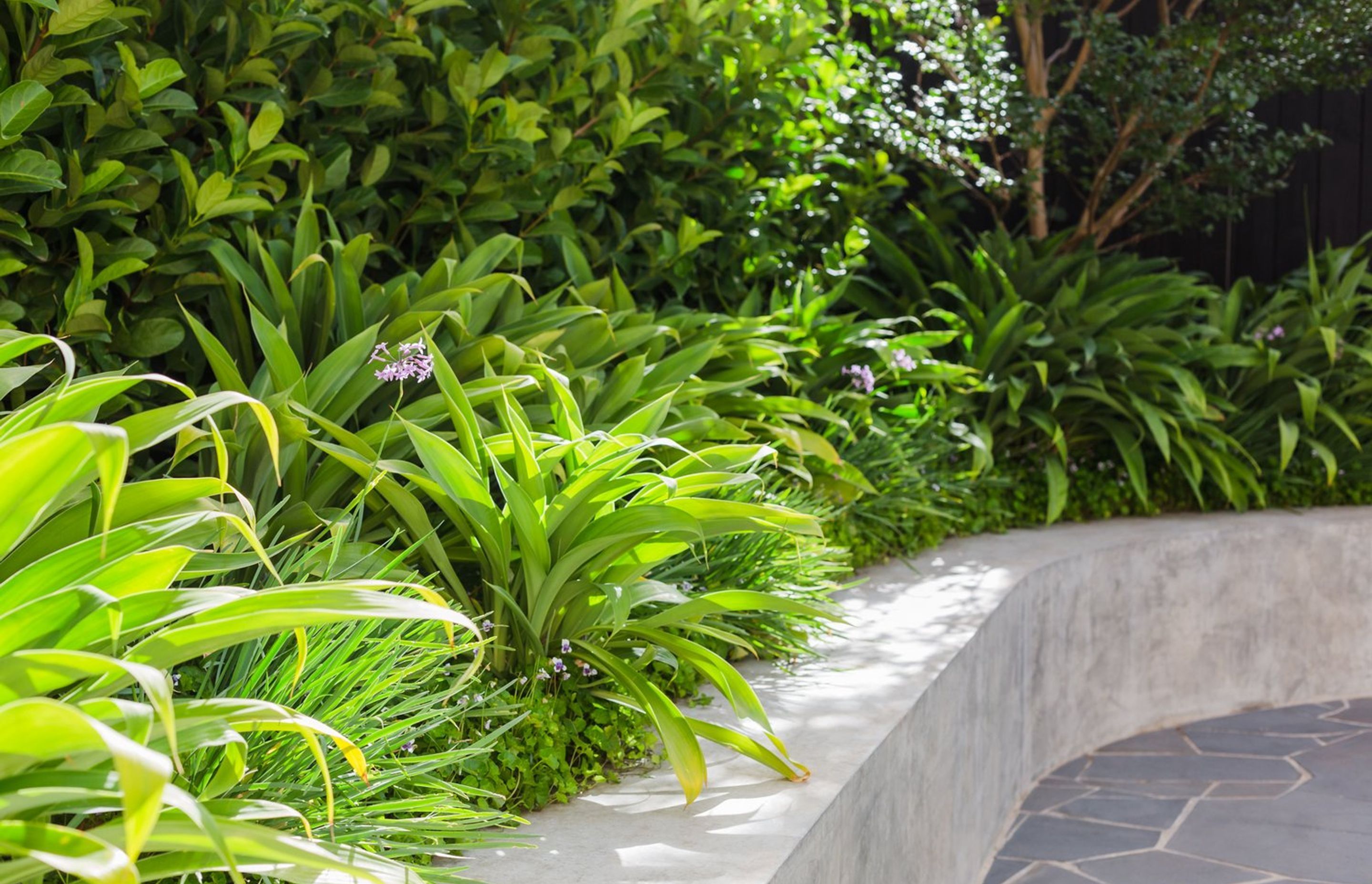 Strelitzia Garden