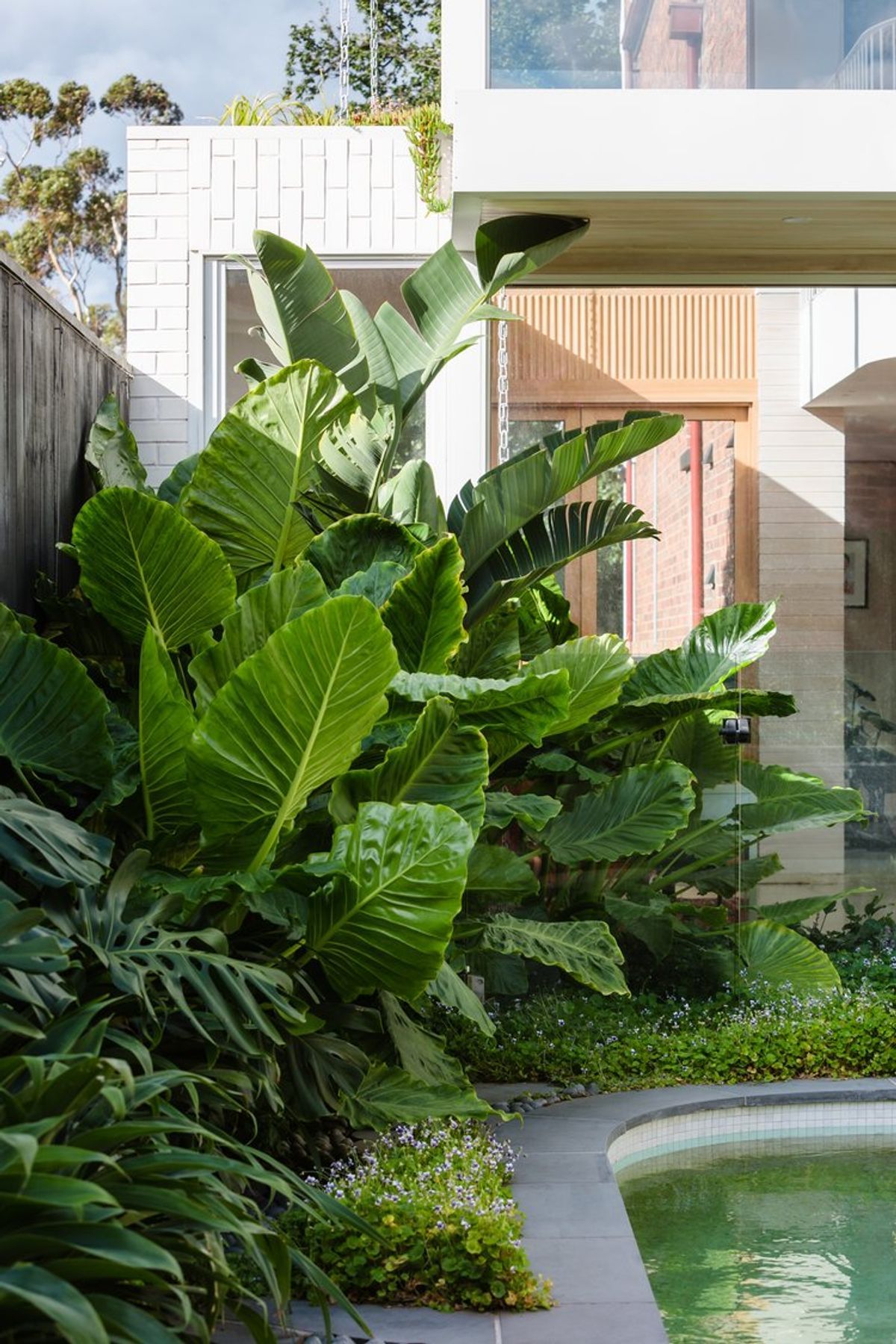 Strelitzia Garden