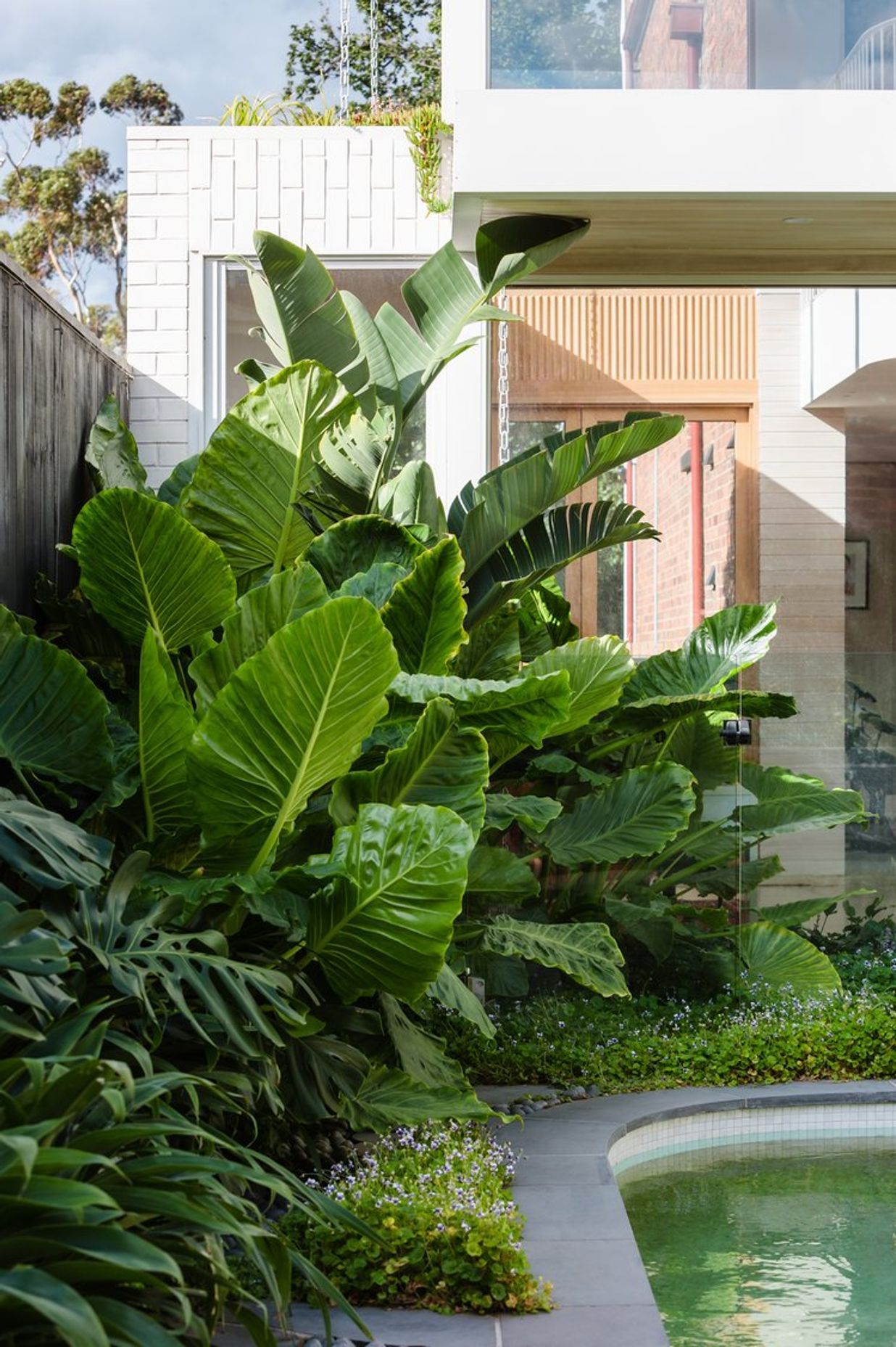 Strelitzia Garden