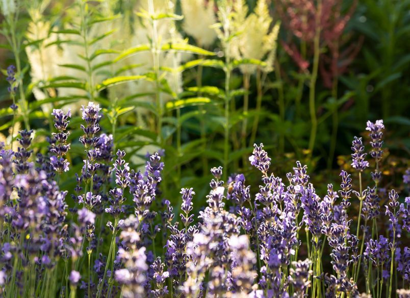 Juliette's Garden