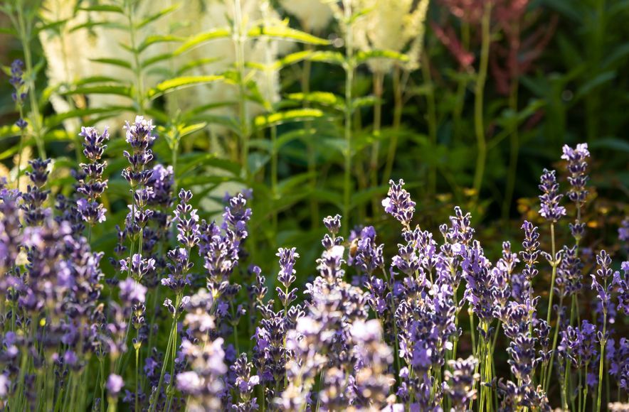 Juliette's Garden