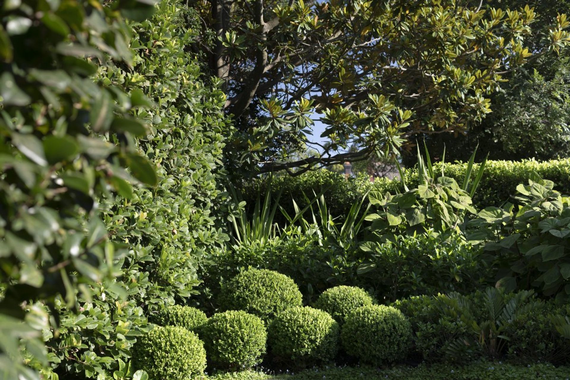 Mosman Grounds