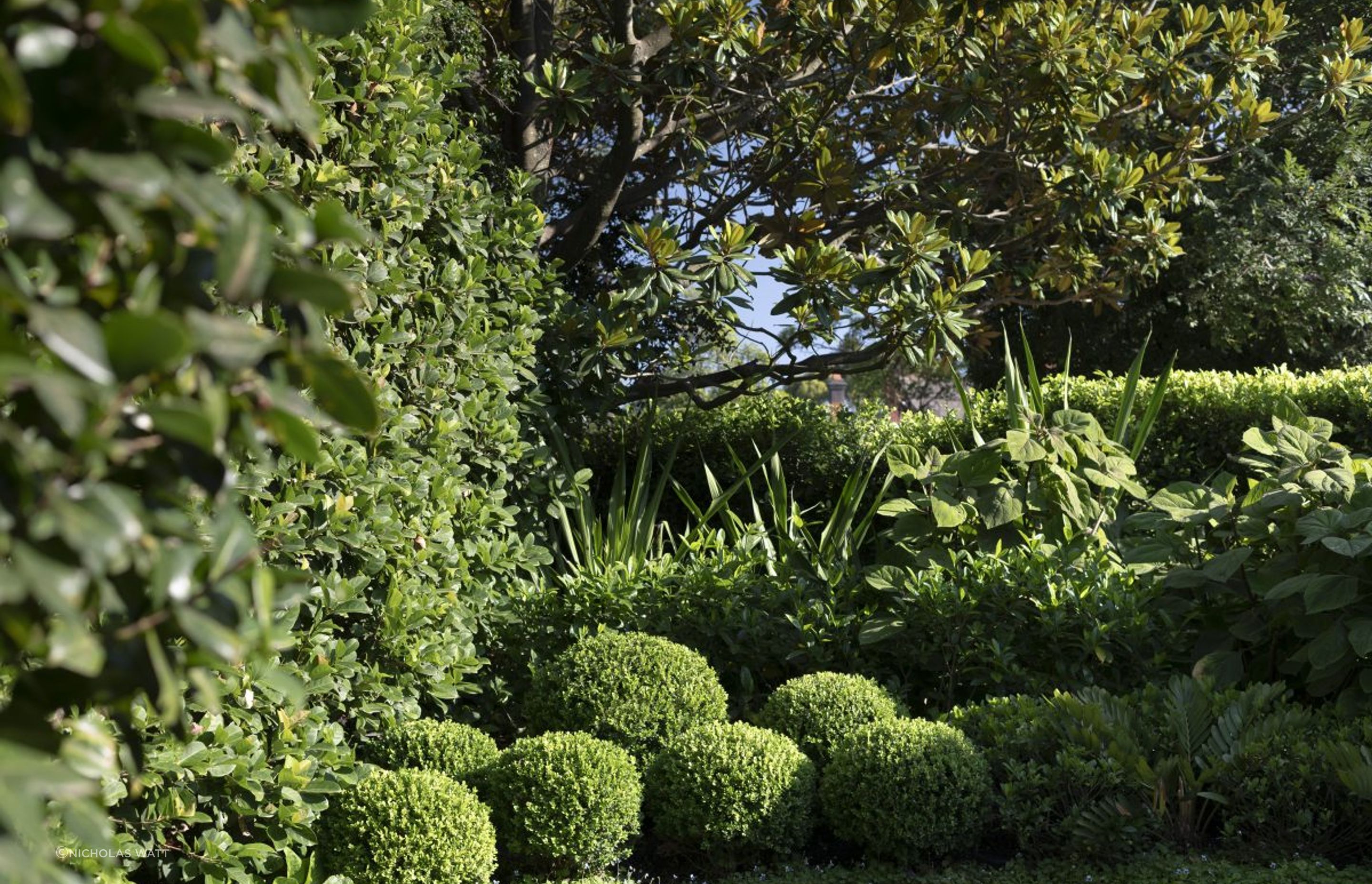 Mosman Grounds