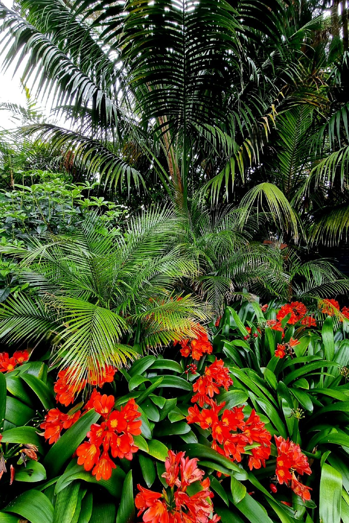 Mt Albert Garden