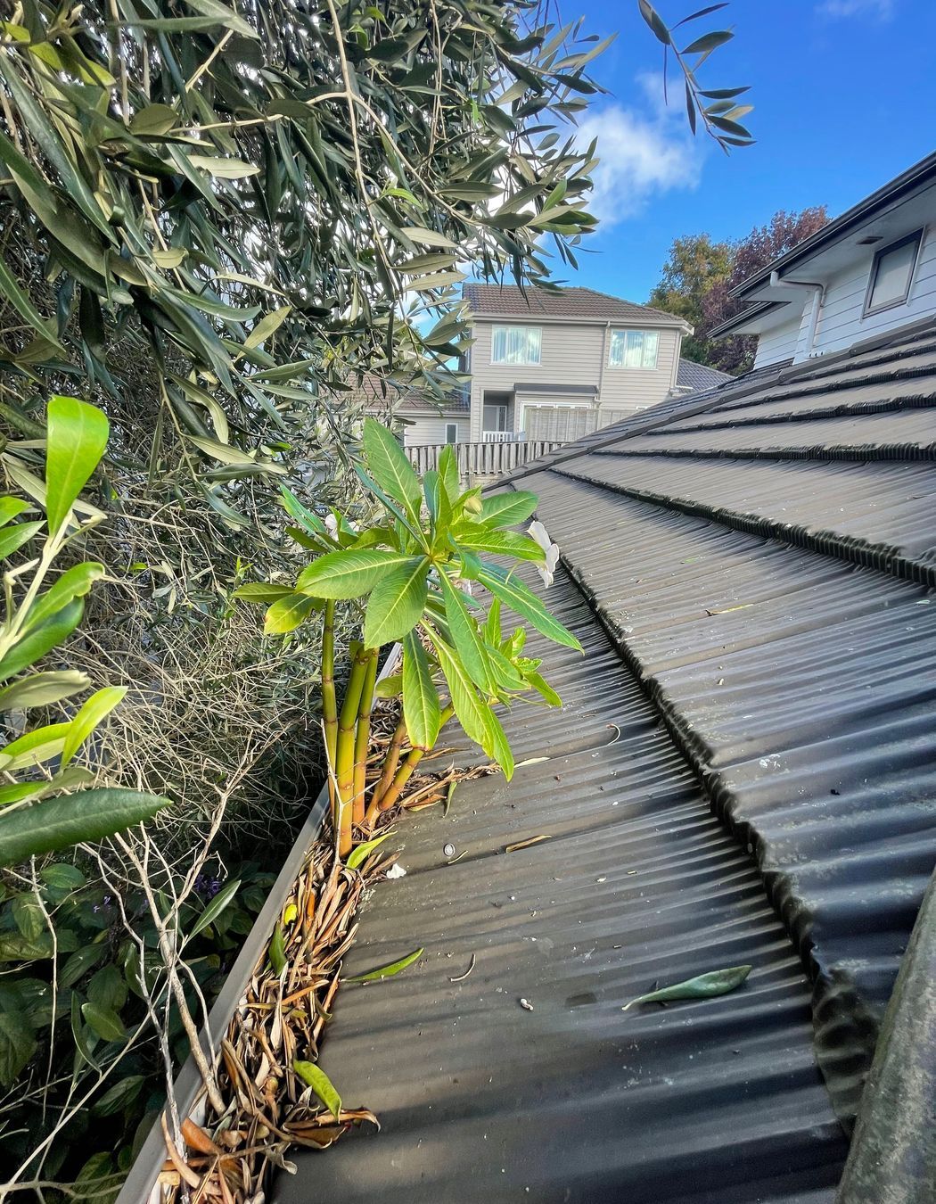 Before and After Photos