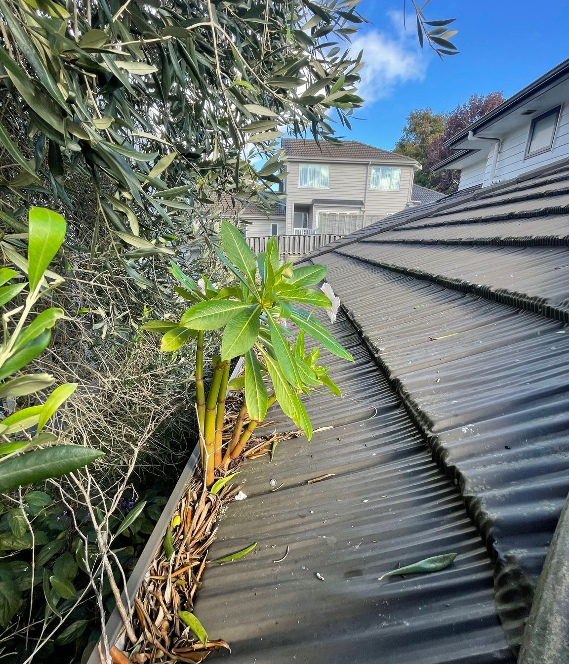 Before and After Photos