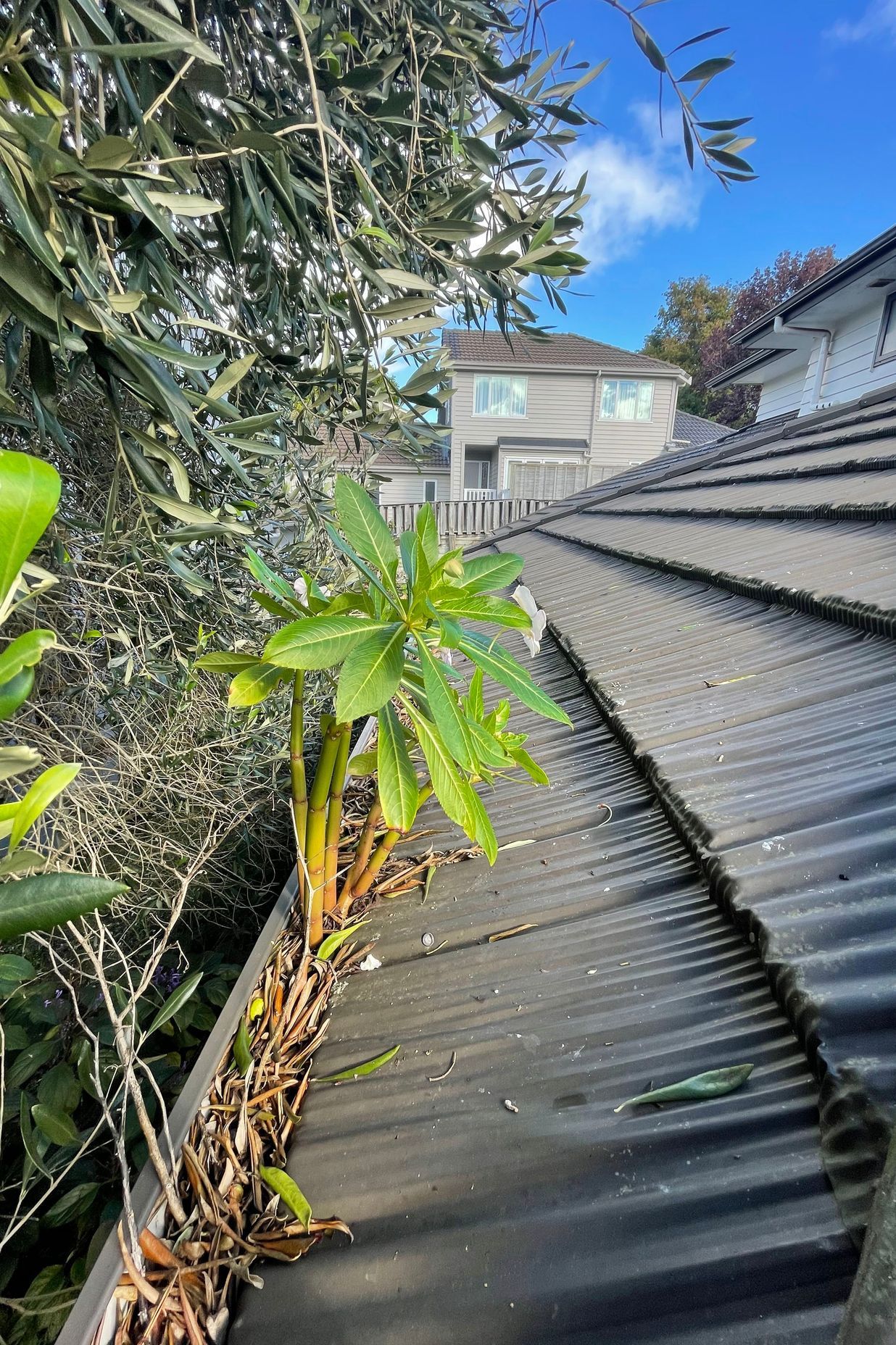 Before and After Photos