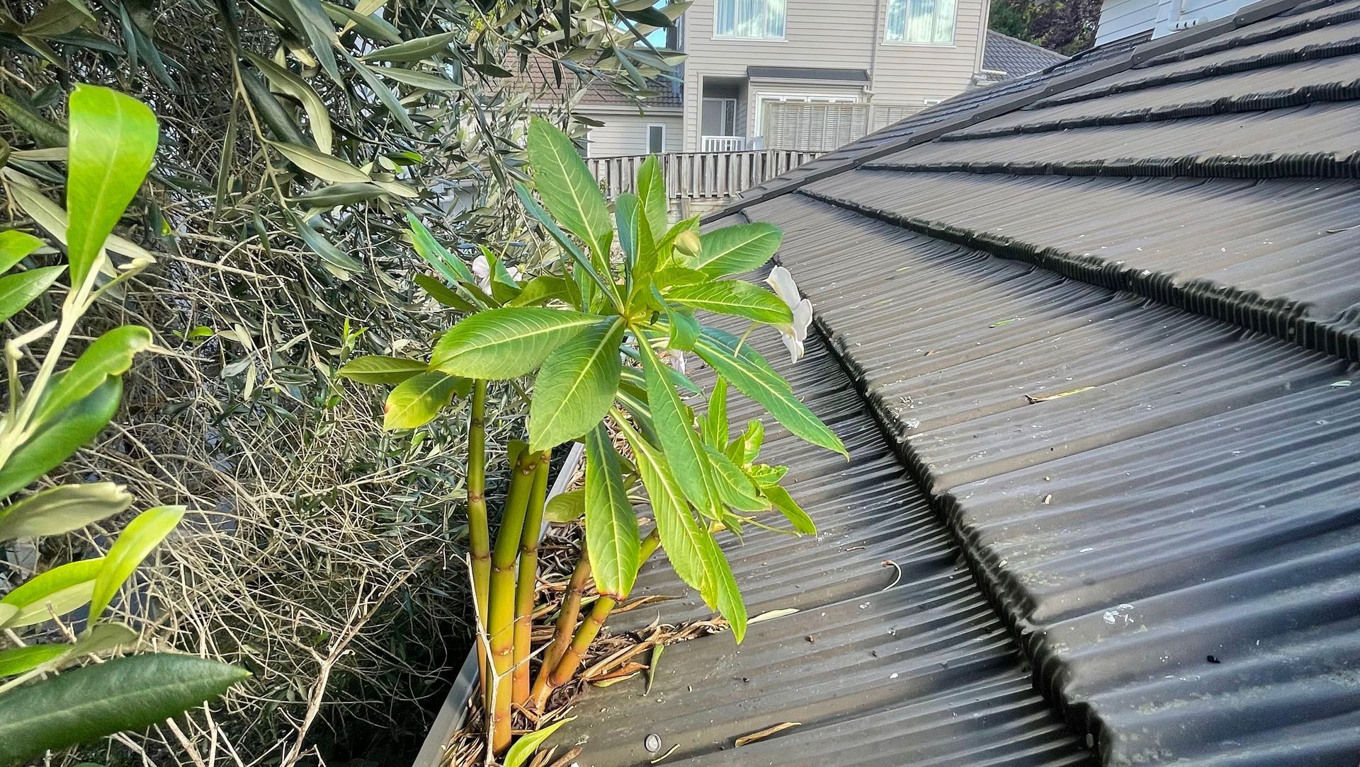 Before and After Photos banner