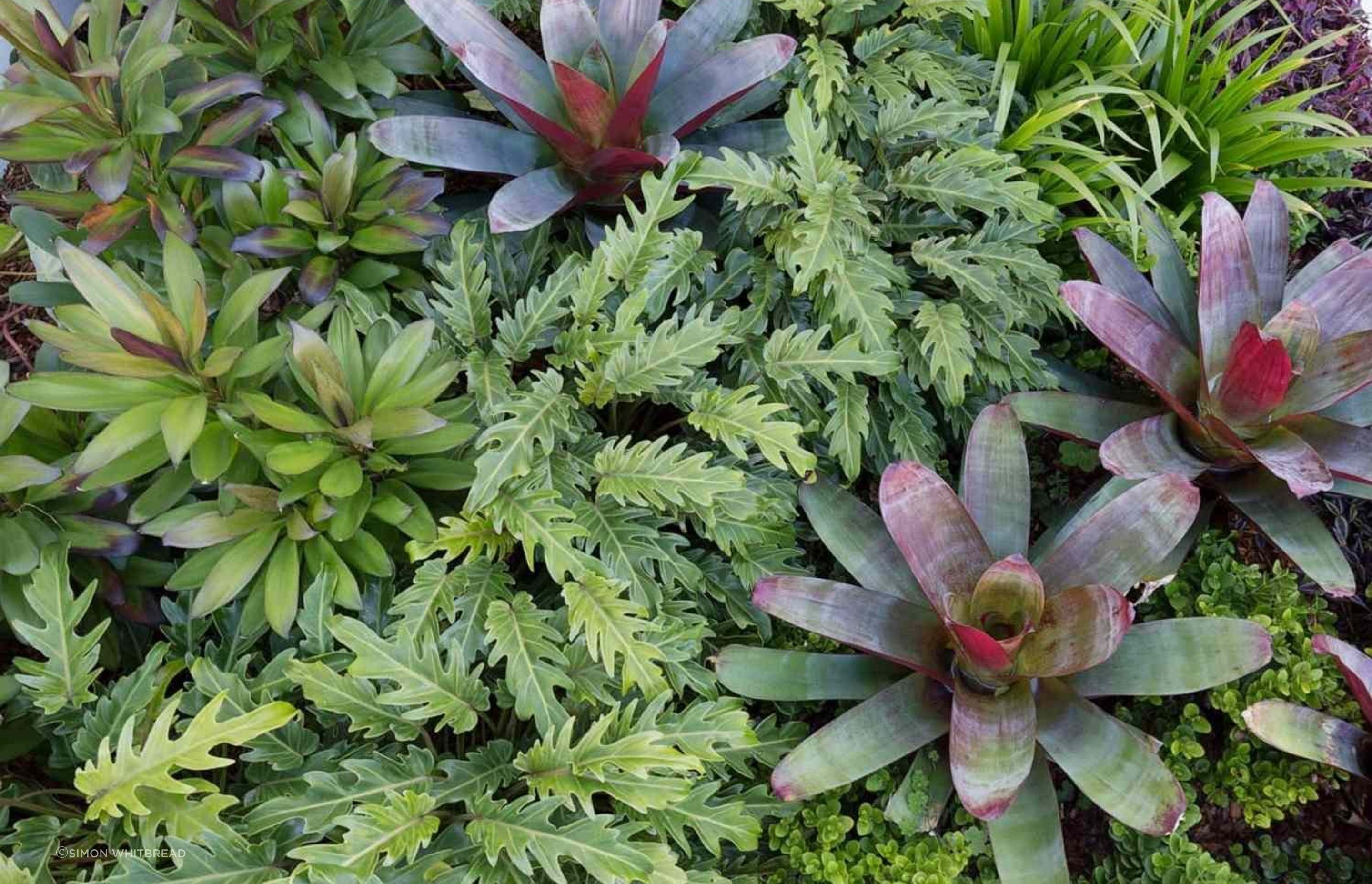 Rozelle - Garden 2