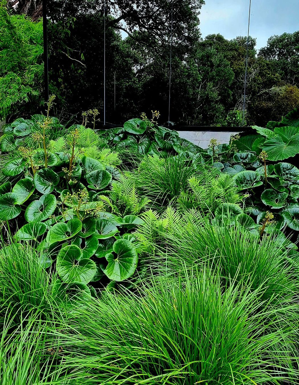 Birkenhead Point Garden