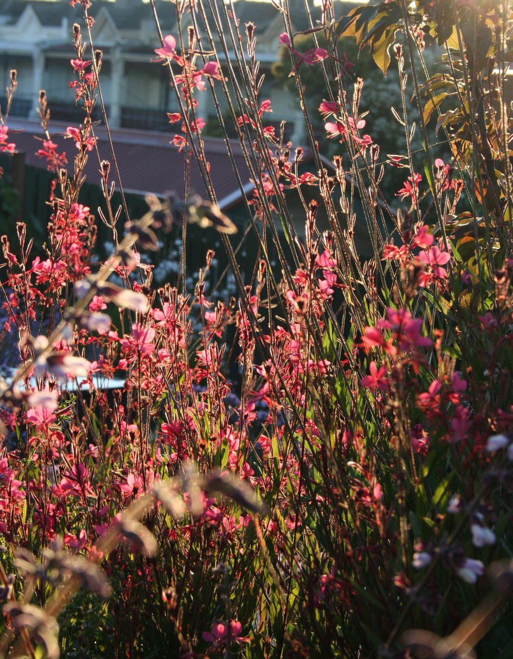 ##^^**&&'Welkin', Colourful Rooftop Terrace & 'Scarborough' Garden In Clifton Hill