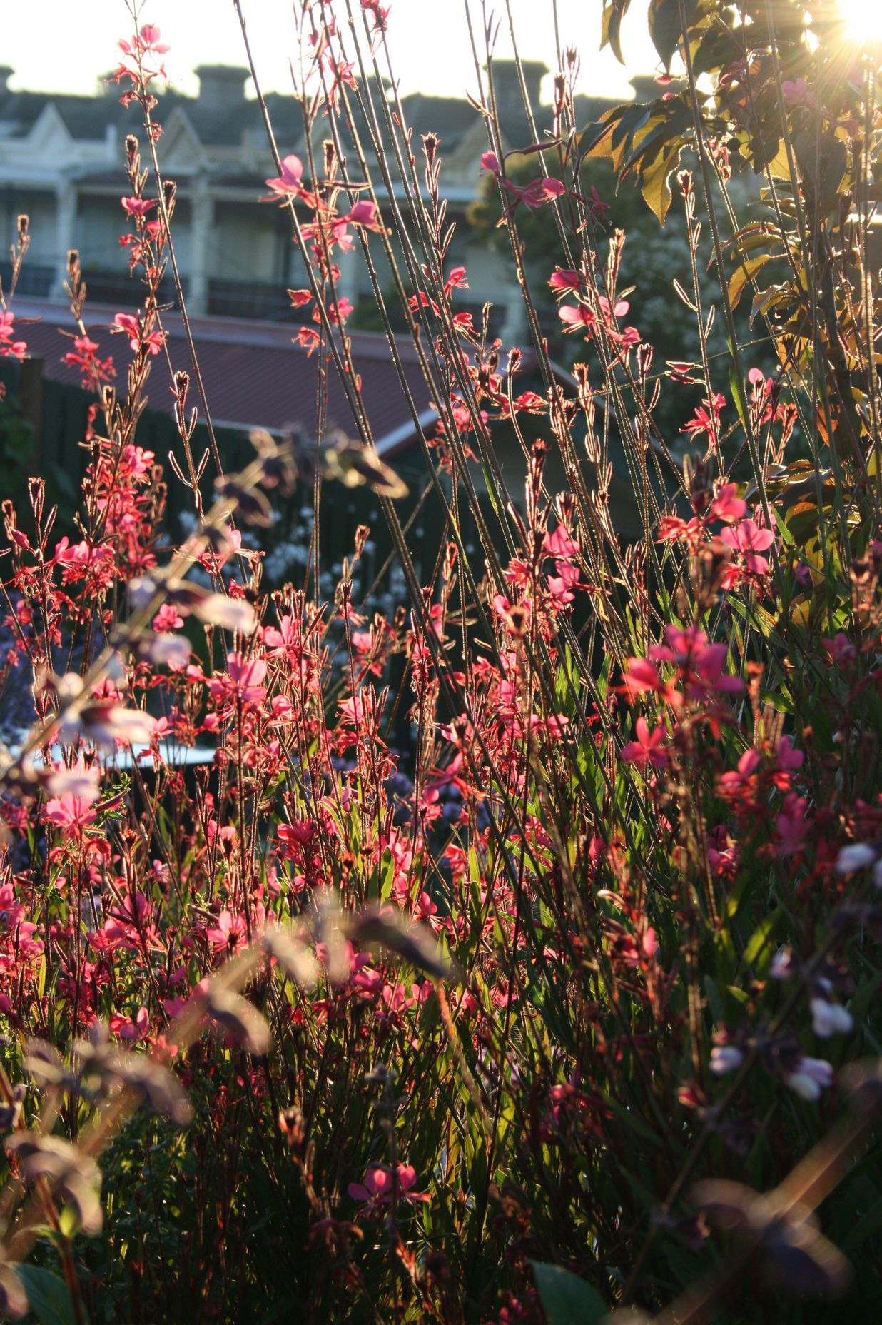 ##^^**&&'Welkin', Colourful Rooftop Terrace & 'Scarborough' Garden In Clifton Hill