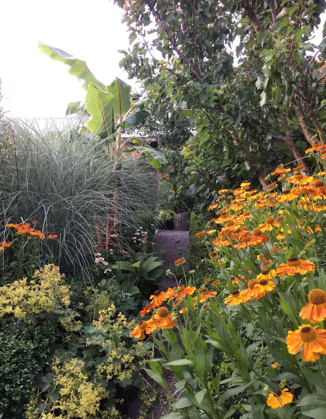 Shirley Garden