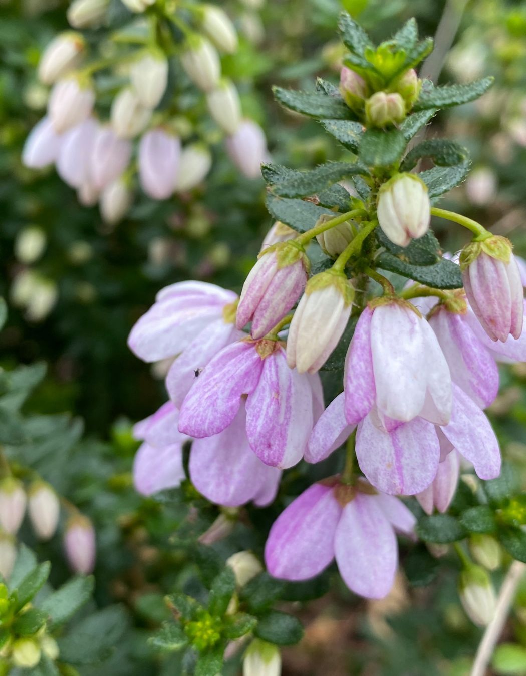 House Among The Gum Trees