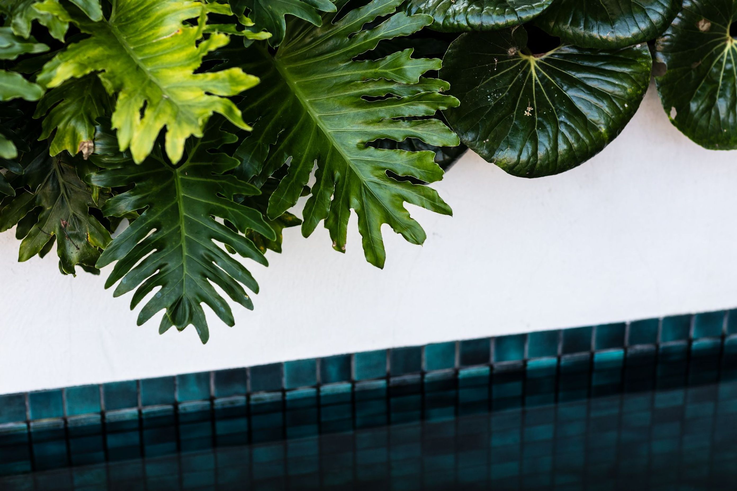 Pure Tropics