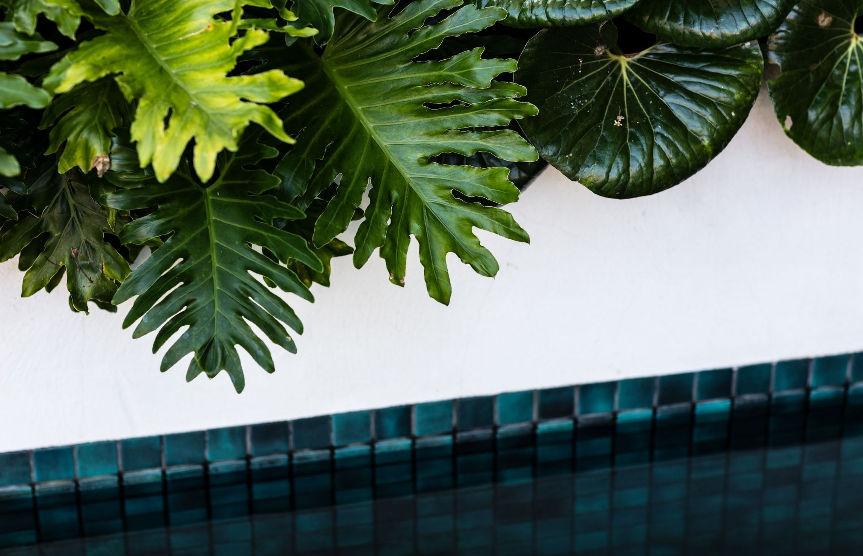Pure Tropics