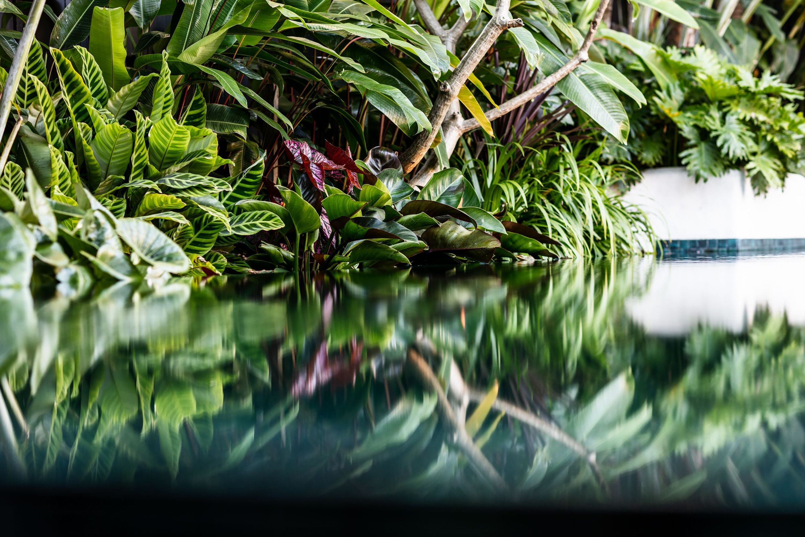 Pure Tropics