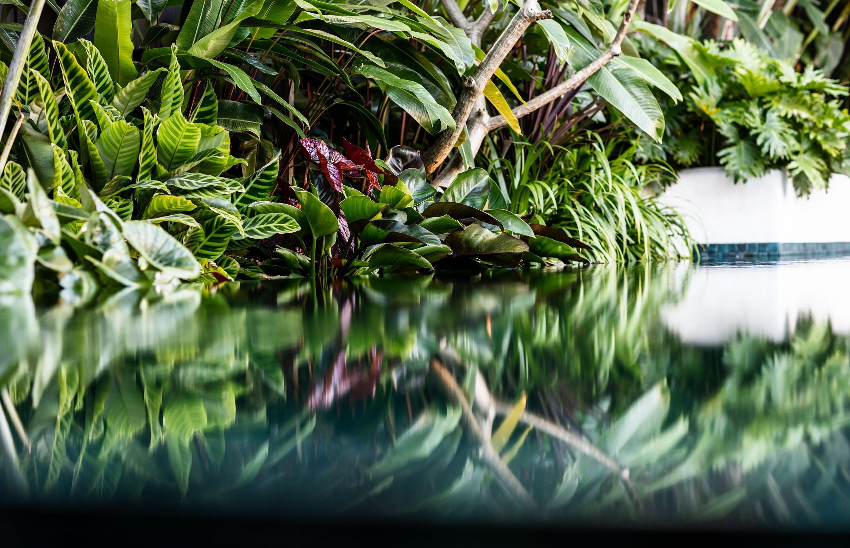 Pure Tropics