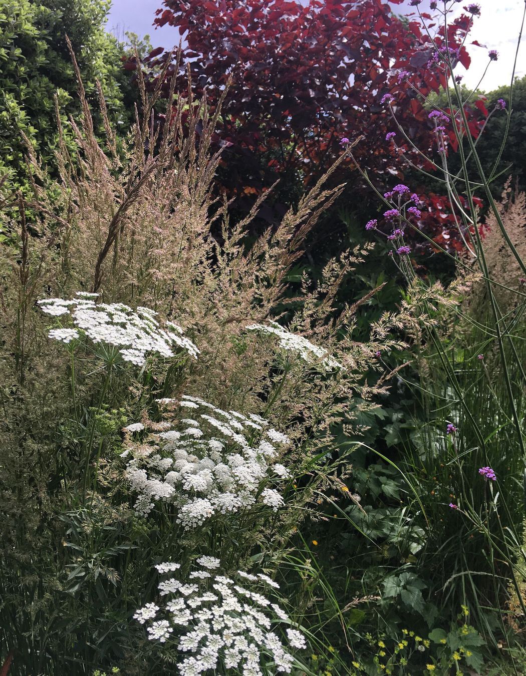 Shirley Garden