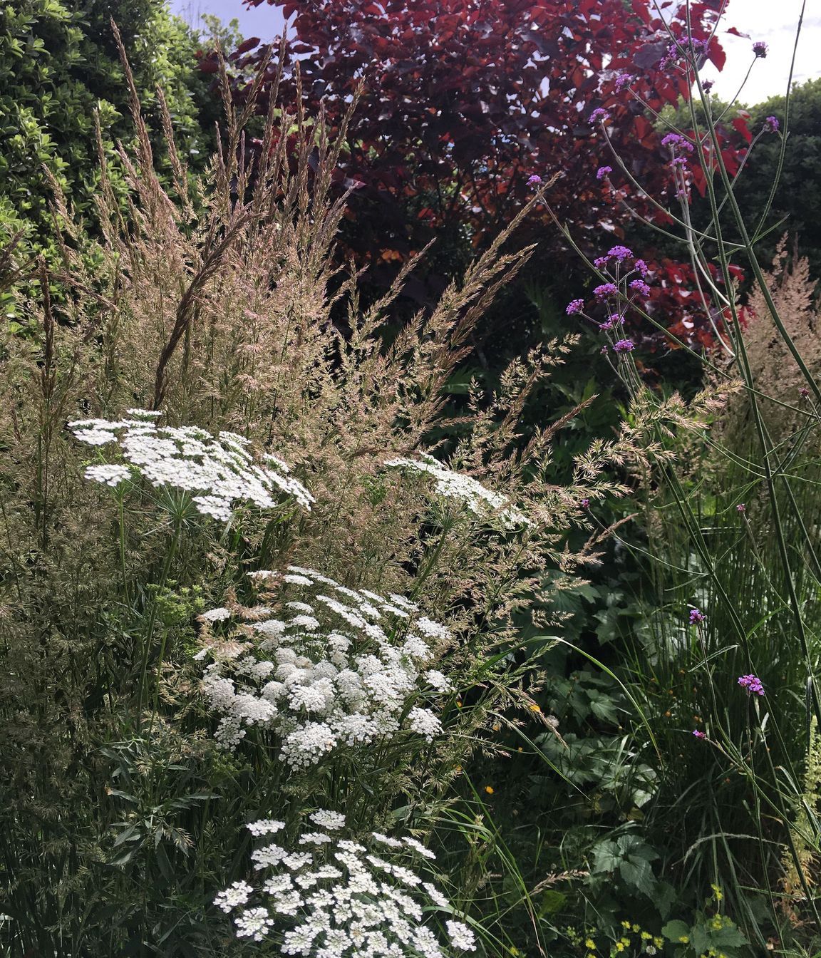 Shirley Garden