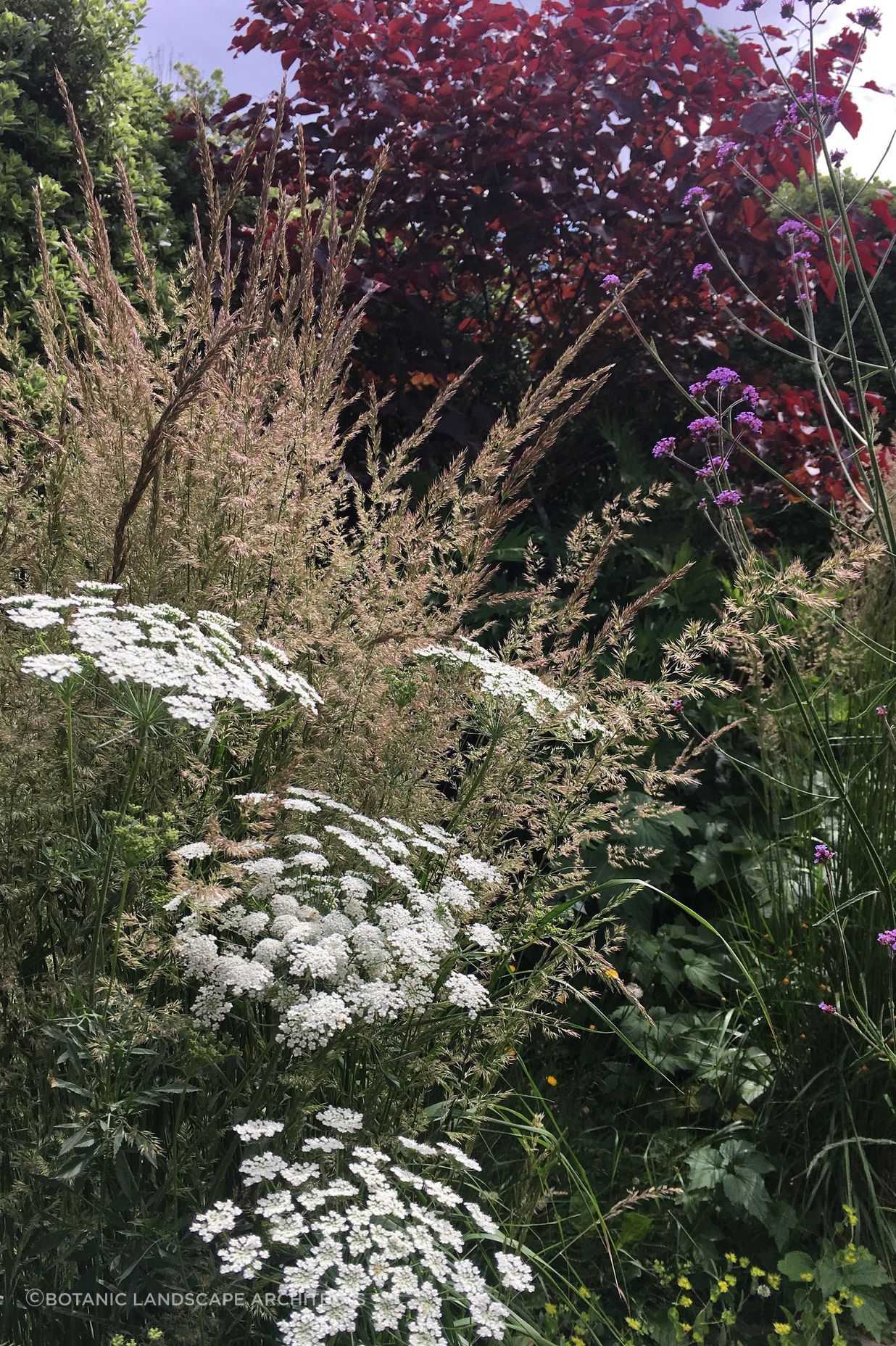 Shirley Garden