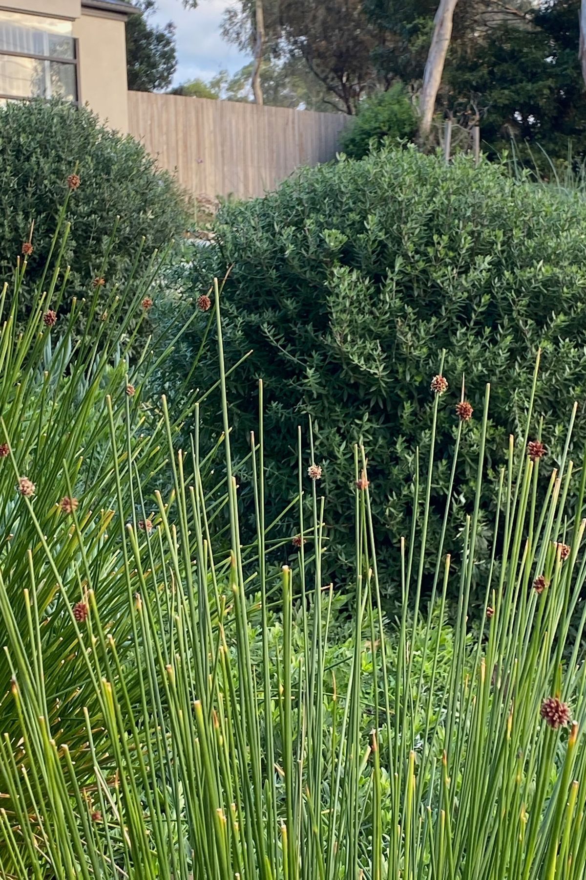 ##^^Mount Eliza Woodland Garden In Mount Eliza
