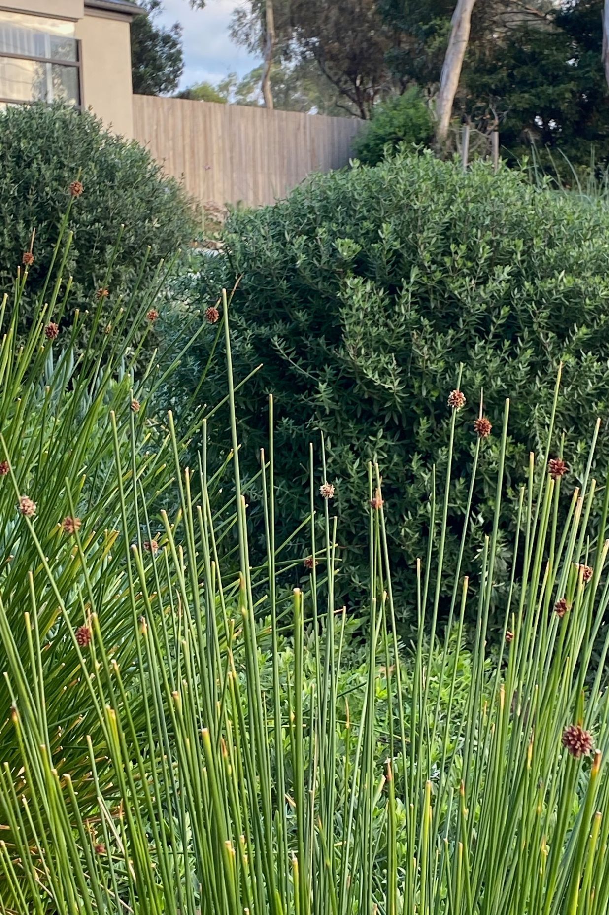 ##^^Mount Eliza Woodland Garden In Mount Eliza