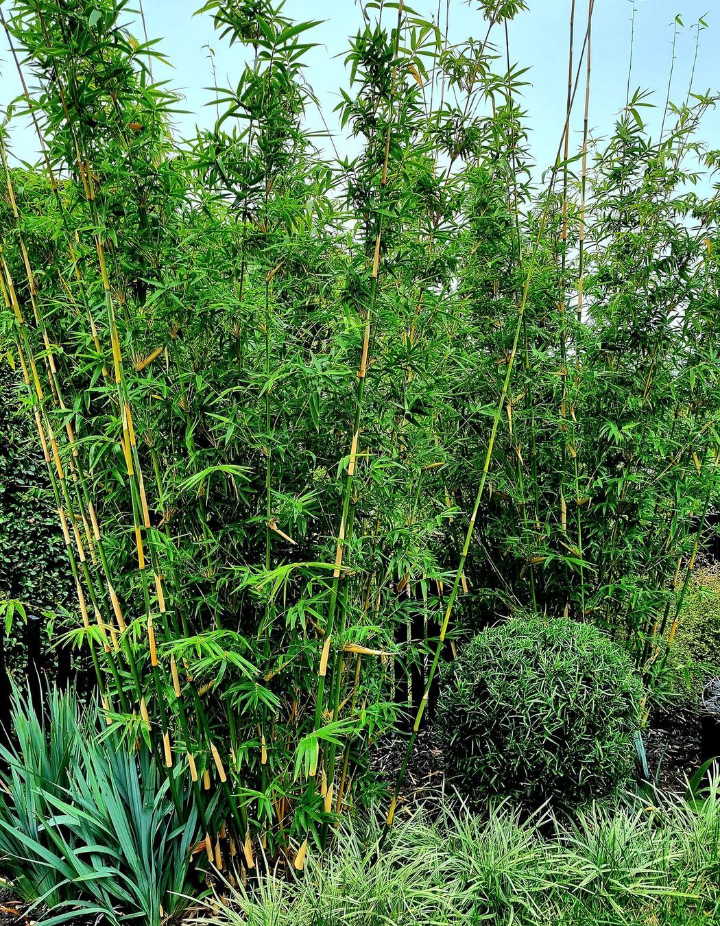 Birkenhead Point Garden