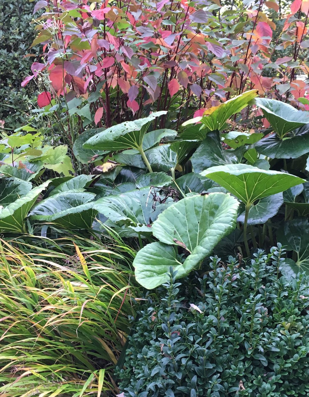 Shirley Garden