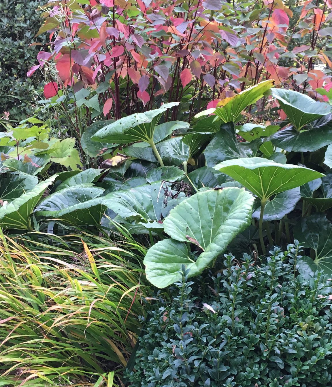 Shirley Garden