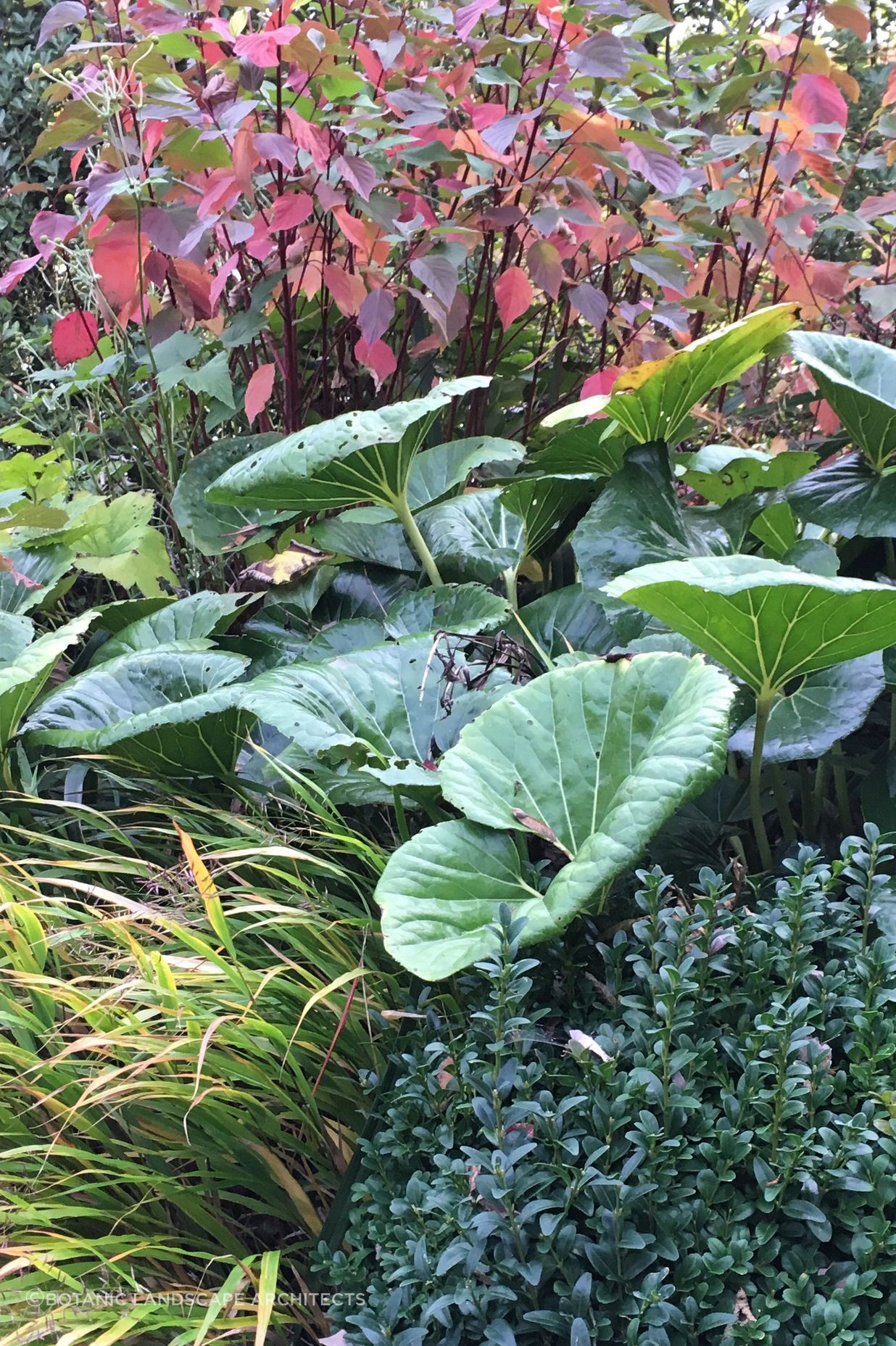 Shirley Garden