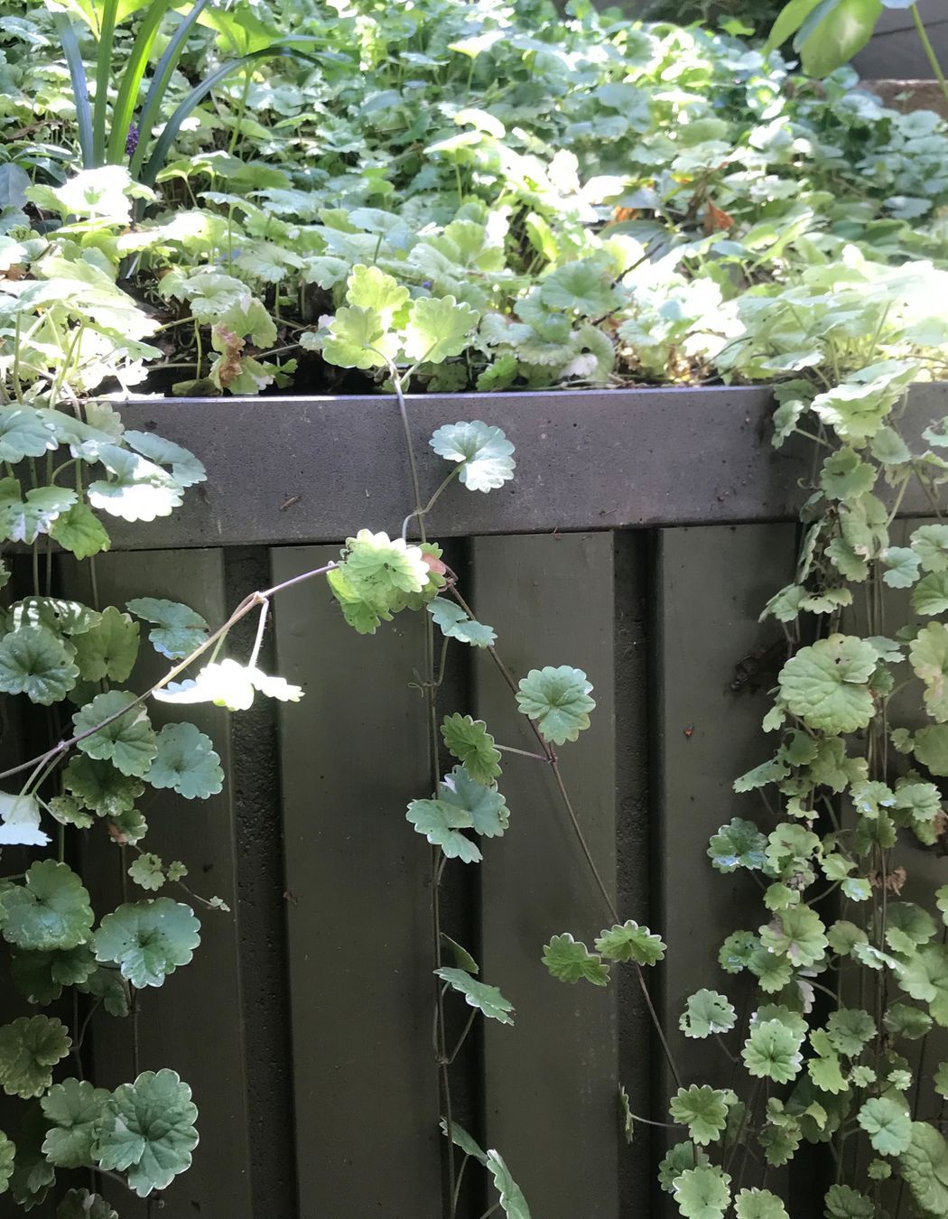 ##^^**&&'Welkin', Colourful Rooftop Terrace & 'Scarborough' Garden In Clifton Hill