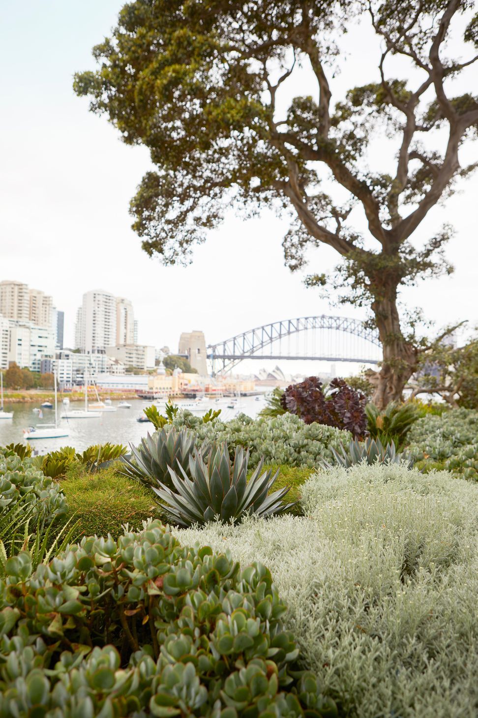 Lavender Bay