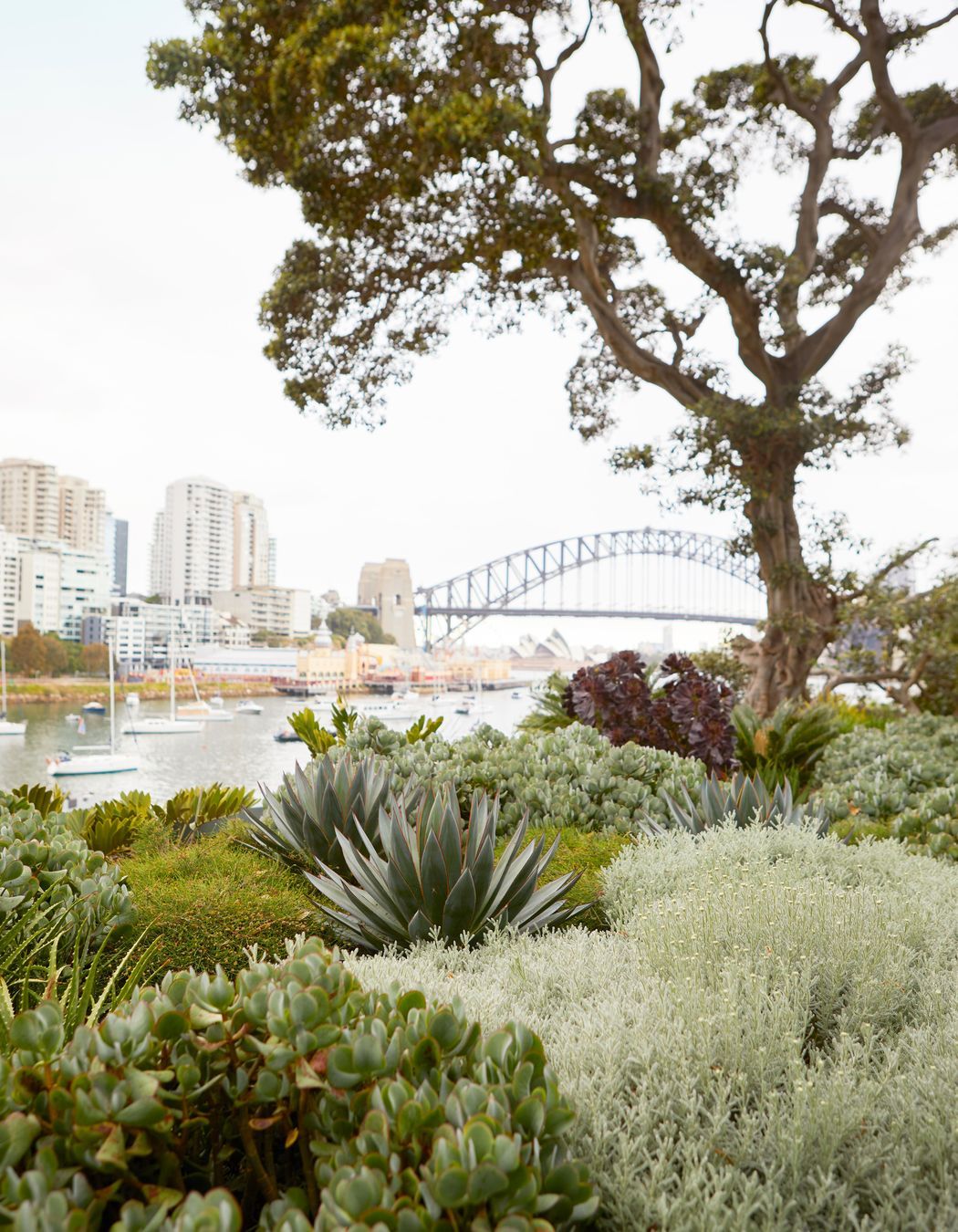 Lavender Bay