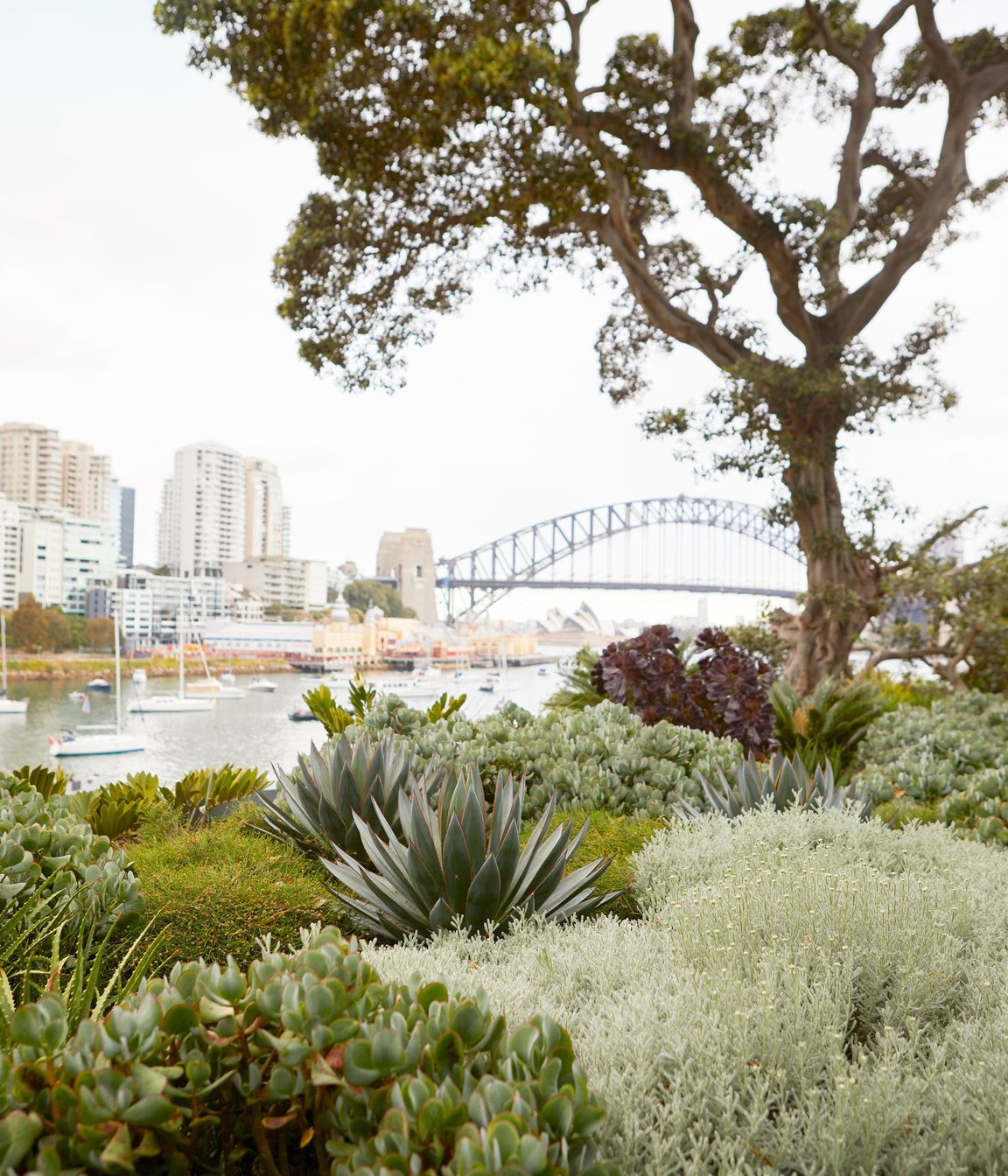 Lavender Bay