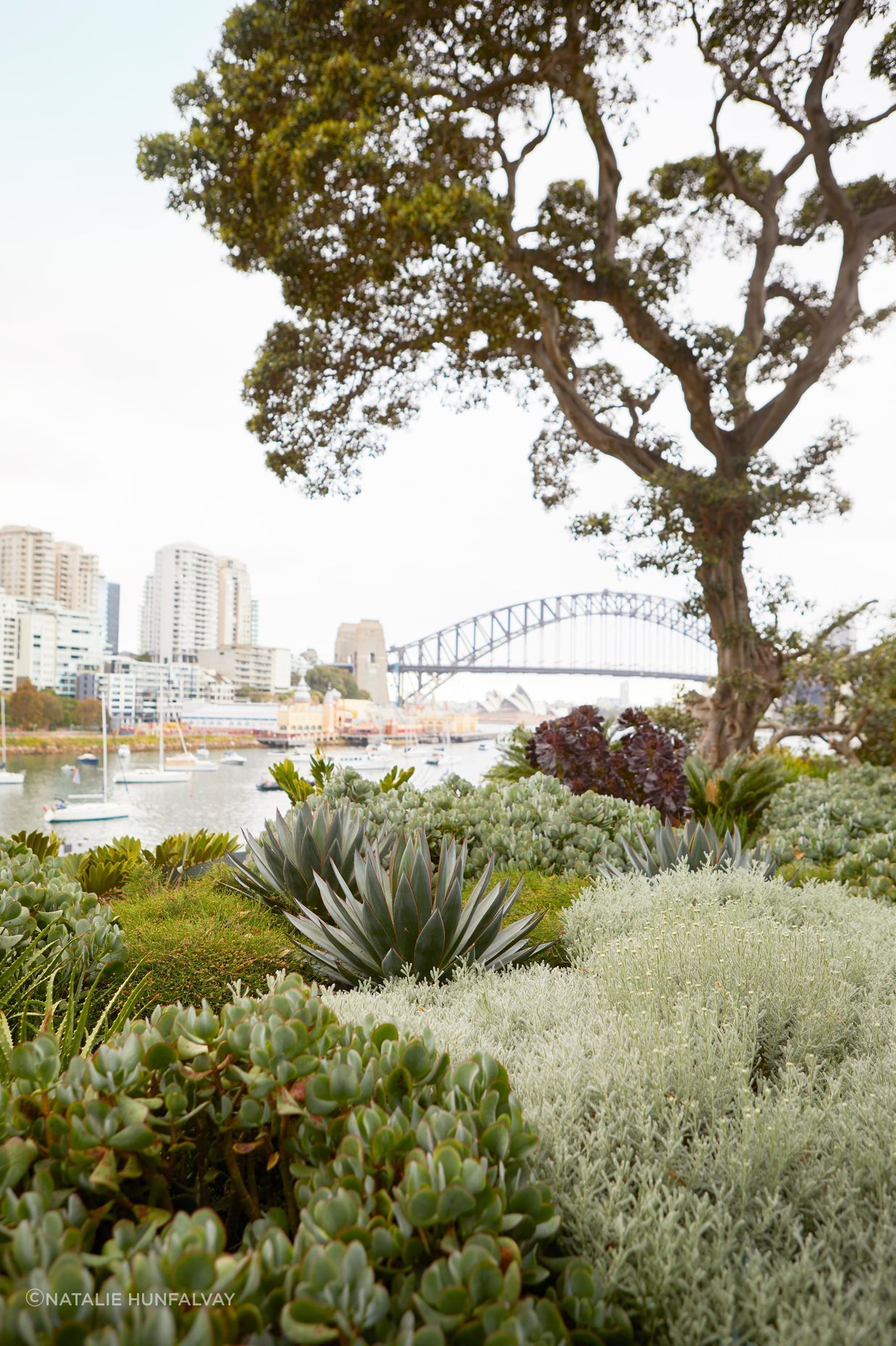 Lavender Bay