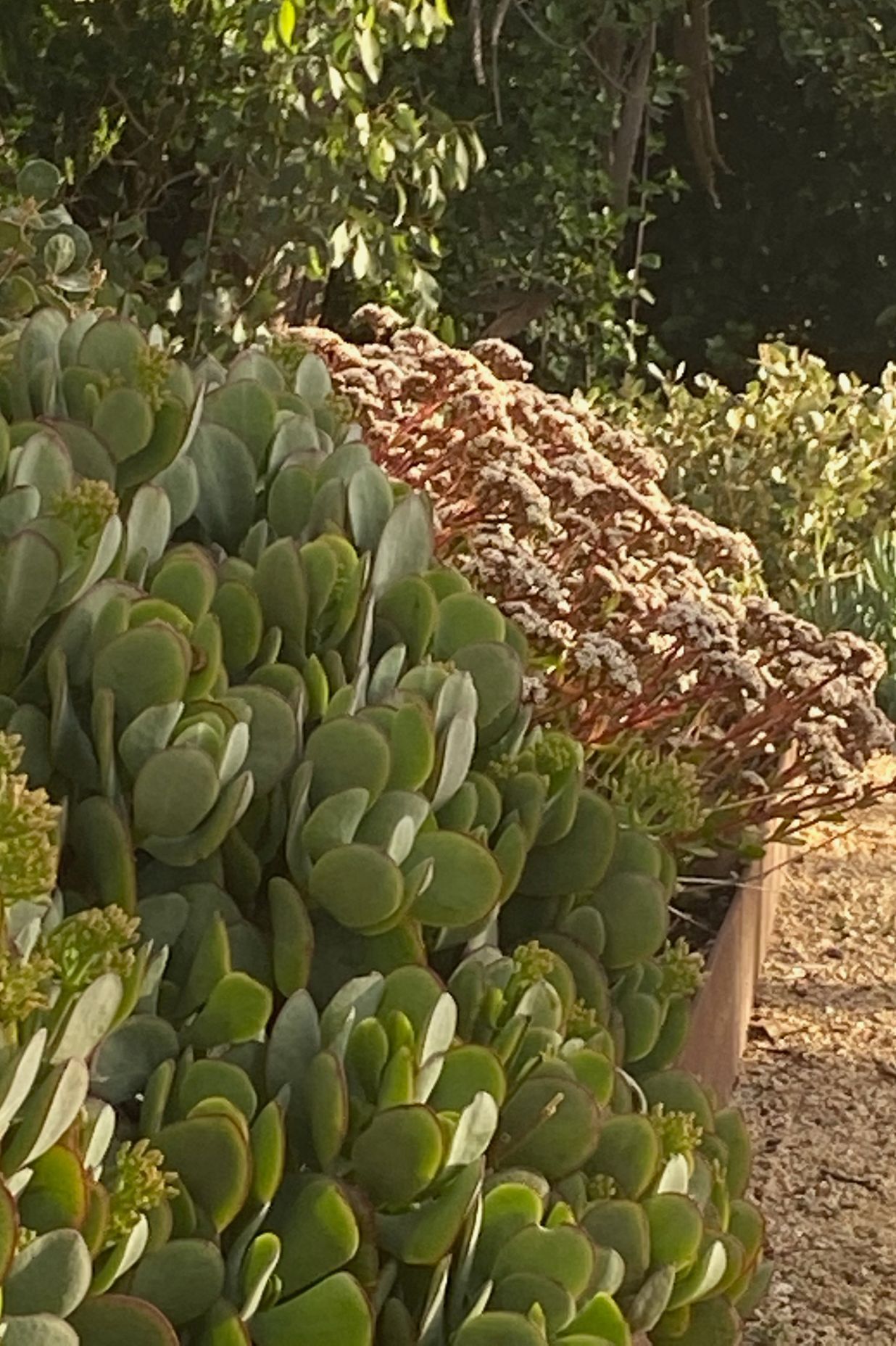 ##^^Mount Eliza Woodland Garden In Mount Eliza