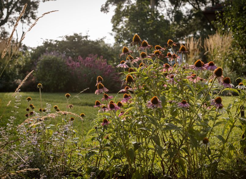 Eltham Garden