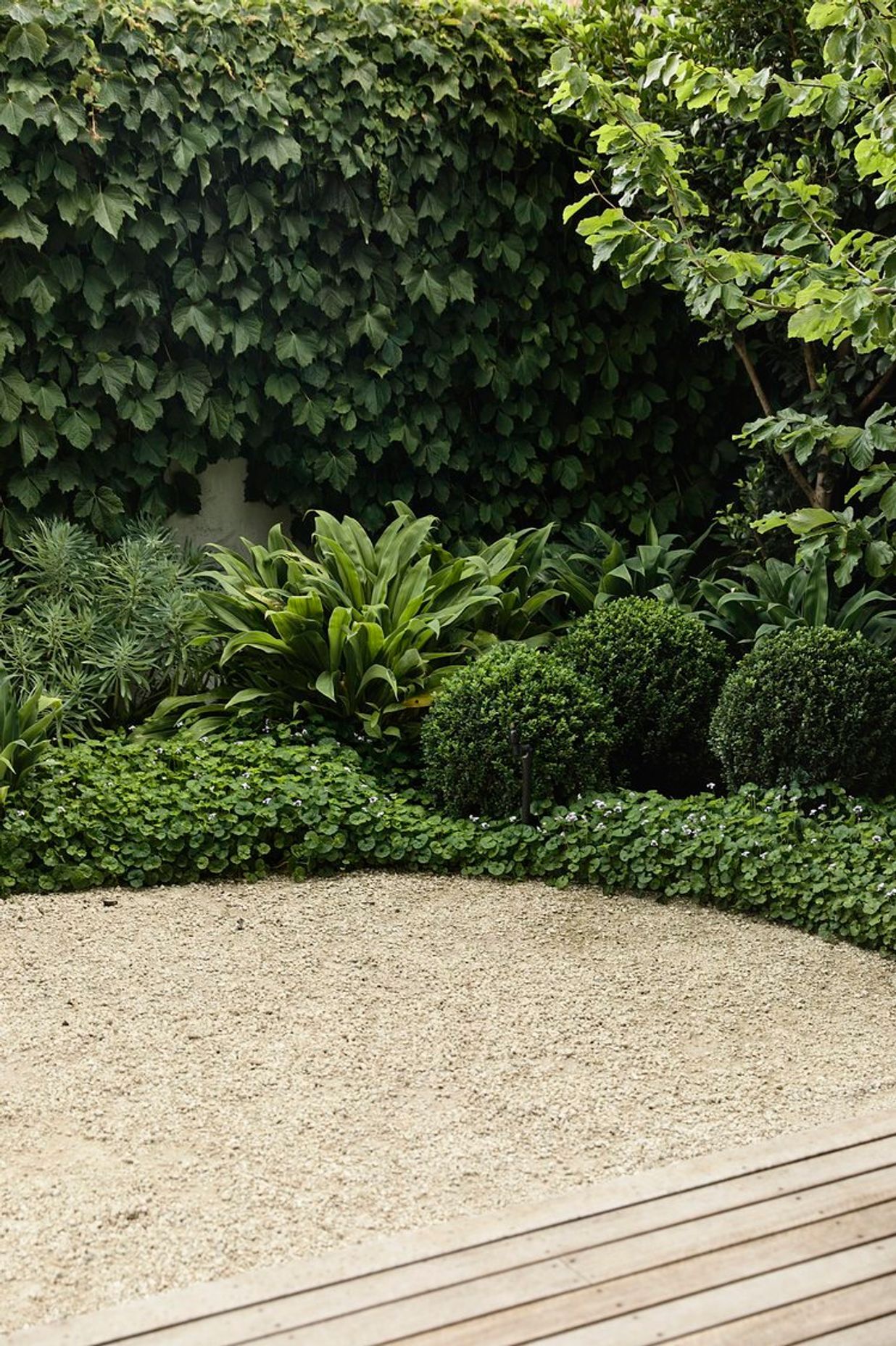 Cercis Garden