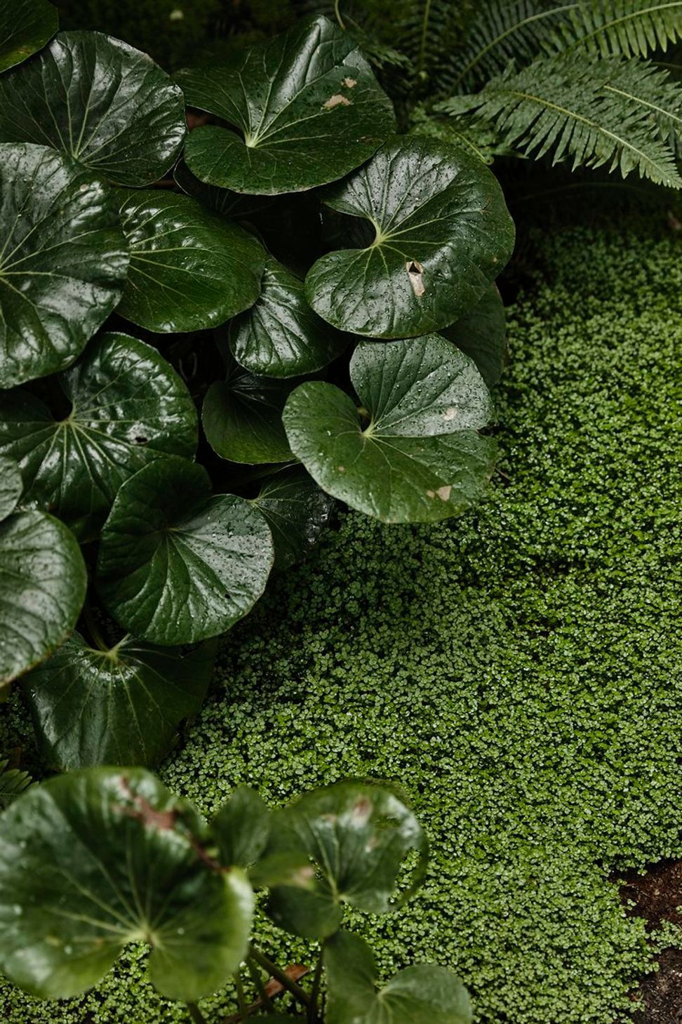 Cercis Garden