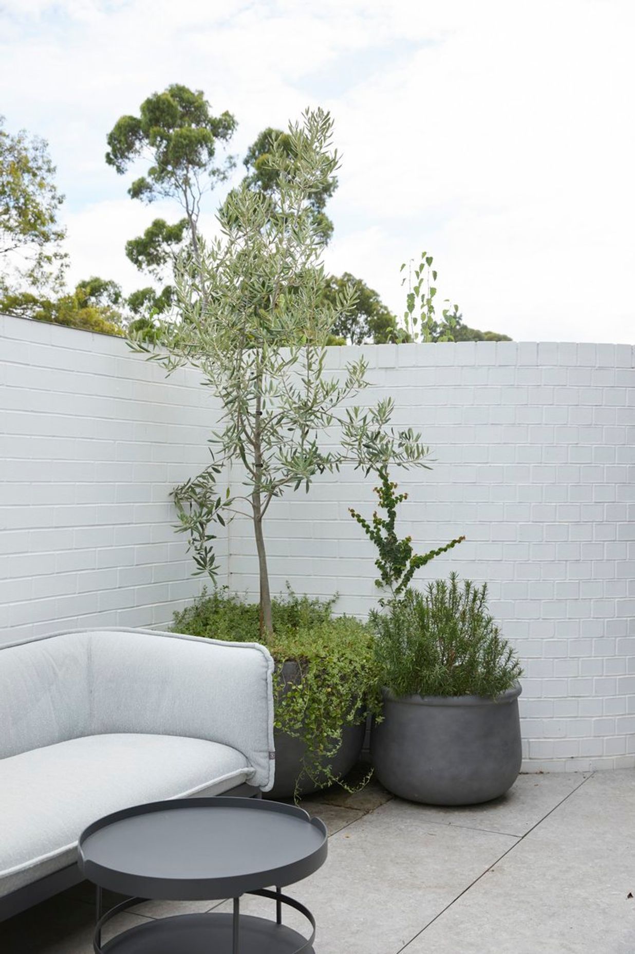 Betula Garden