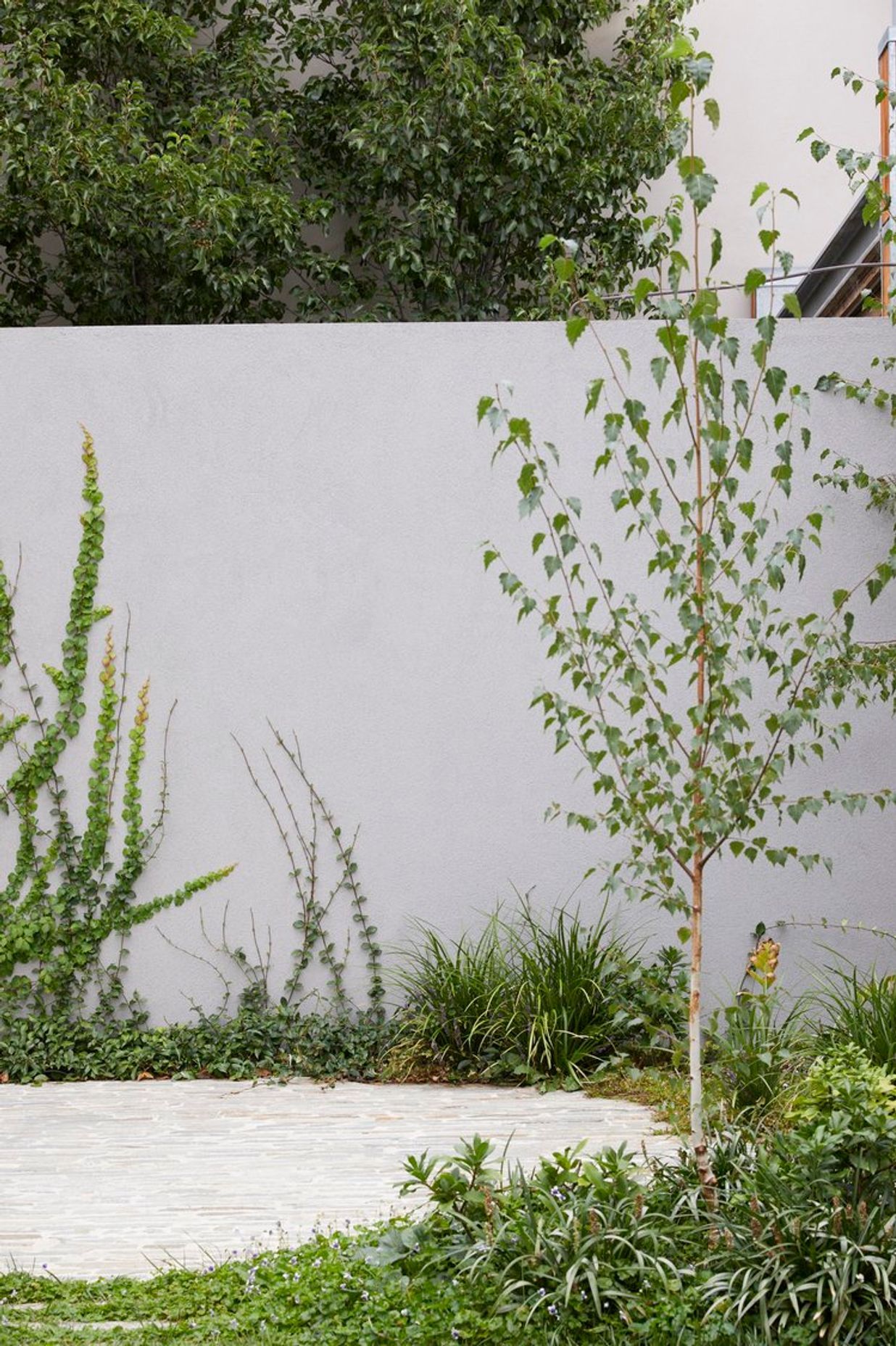 Betula Garden
