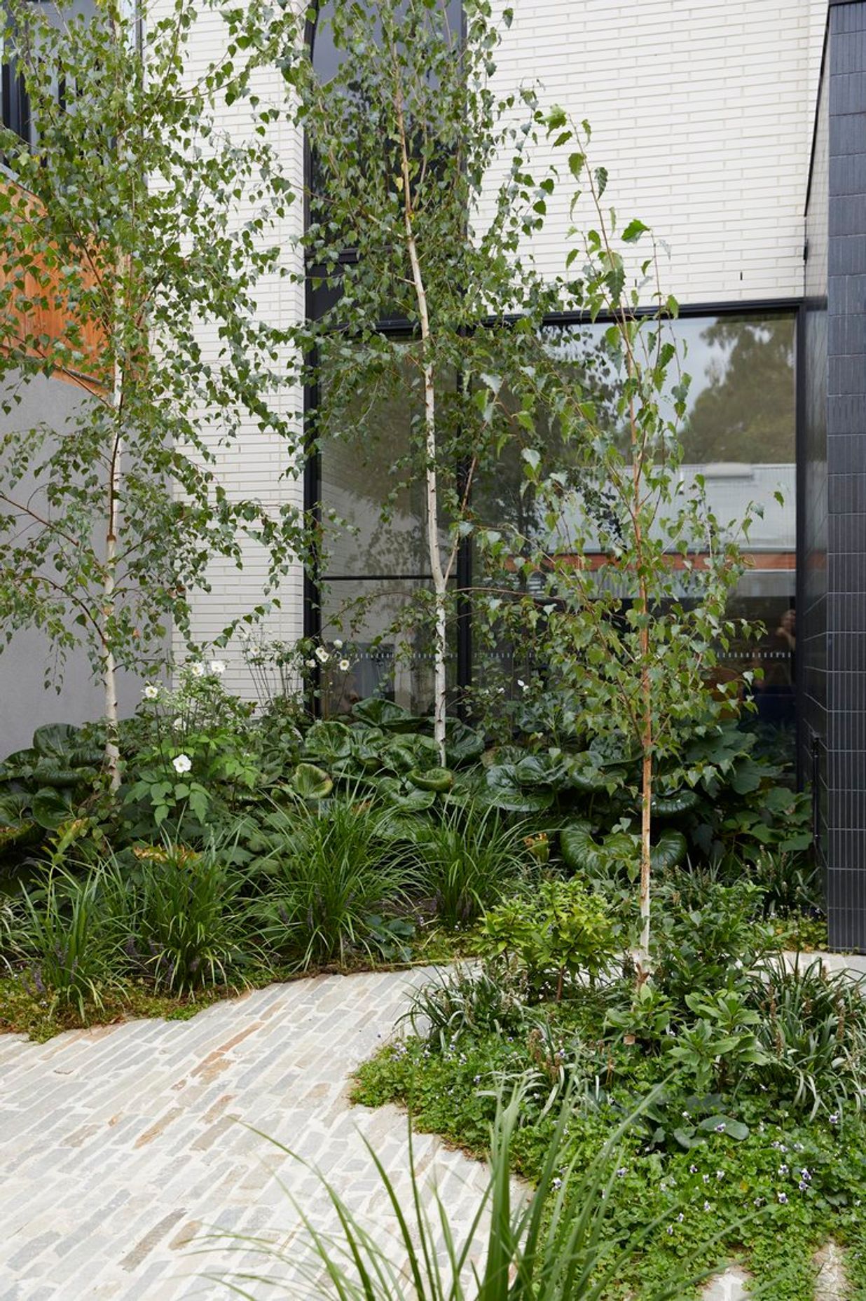 Betula Garden
